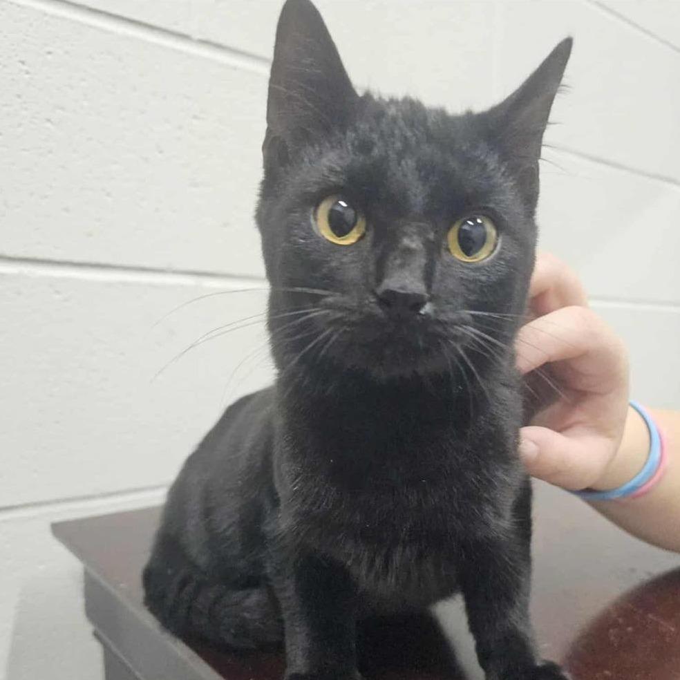 DORIS RESCUED!, a Adoptable Domestic Short Hair in Nashville, NC image 2/2