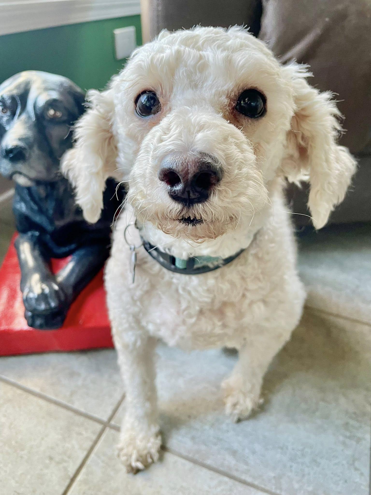 Enlarge Gilbert, a Adopted Poodle in South Lyon, MI image 2/5