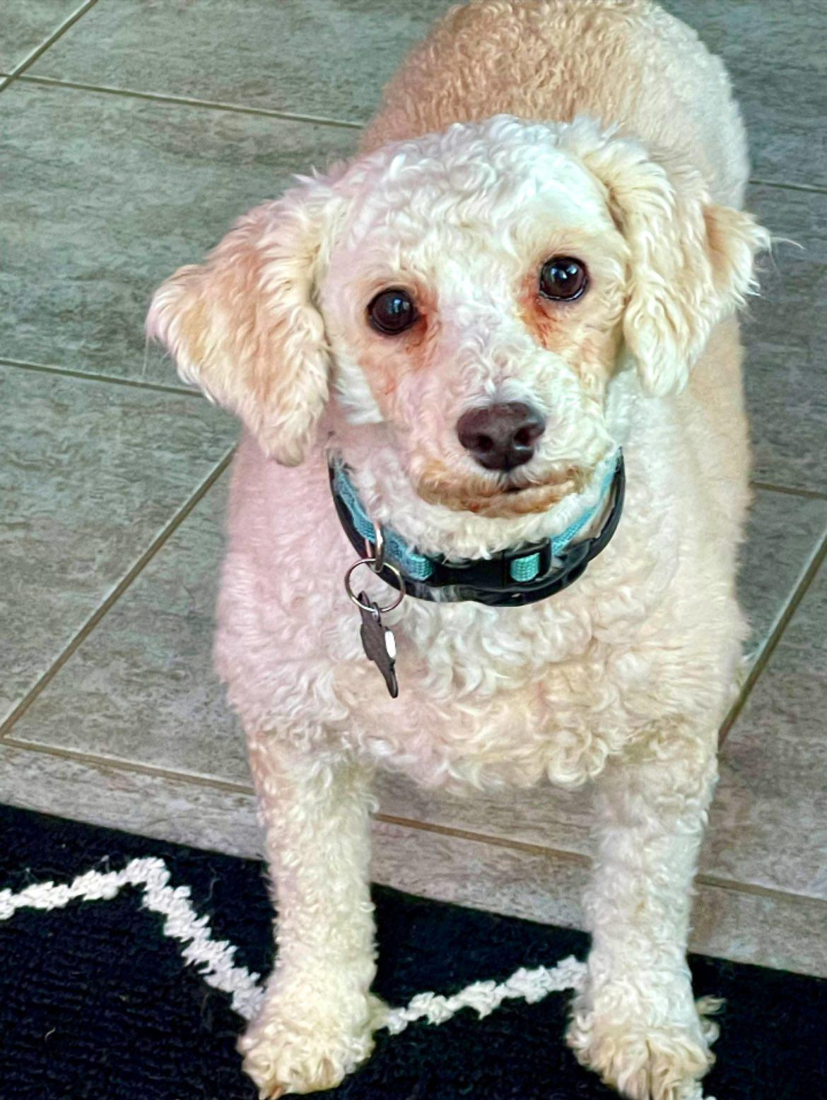 Enlarge Gilbert, a Adopted Poodle in South Lyon, MI image 1/5