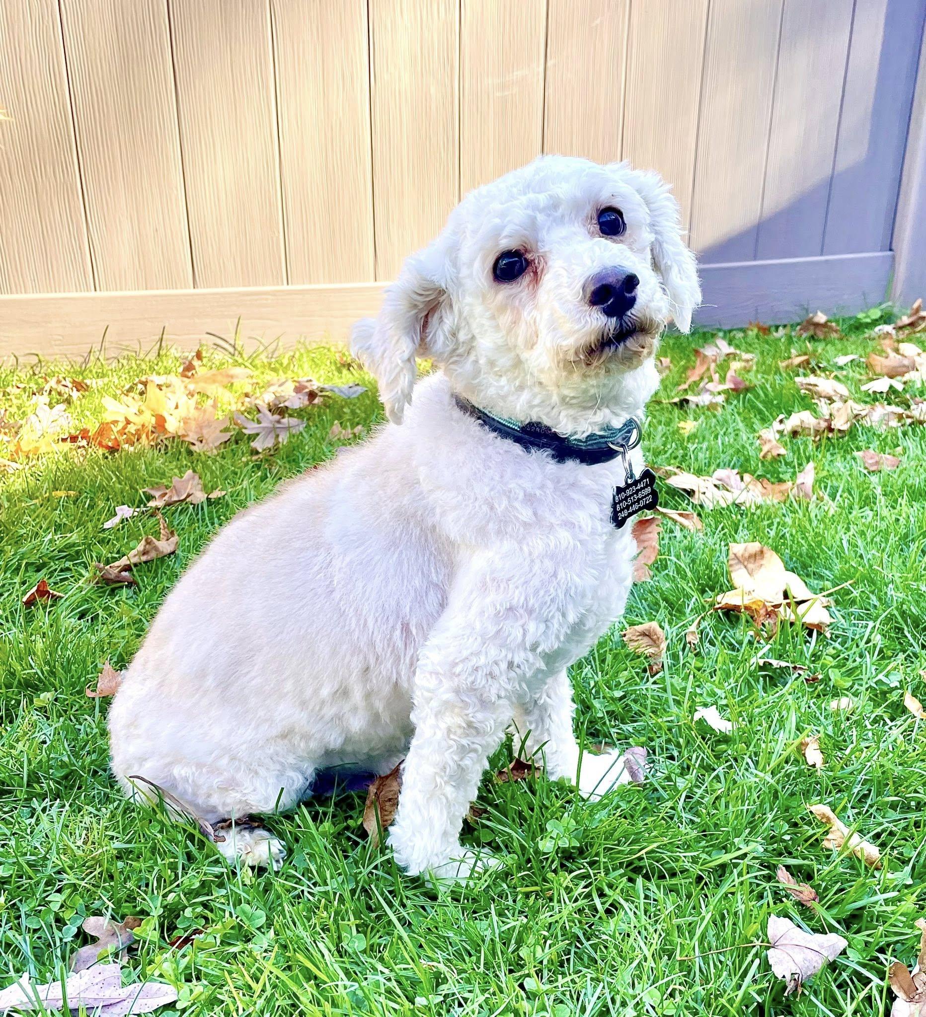 Enlarge Gilbert, a Adopted Poodle in South Lyon, MI image 3/5