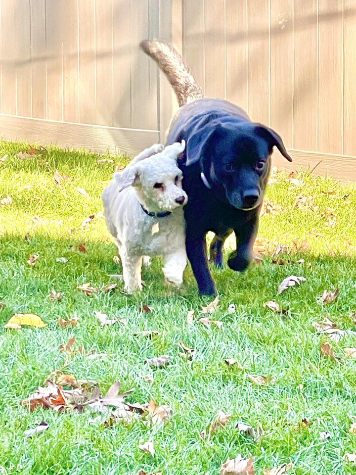 Enlarge Gilbert, a Adopted Poodle in South Lyon, MI image 5/5