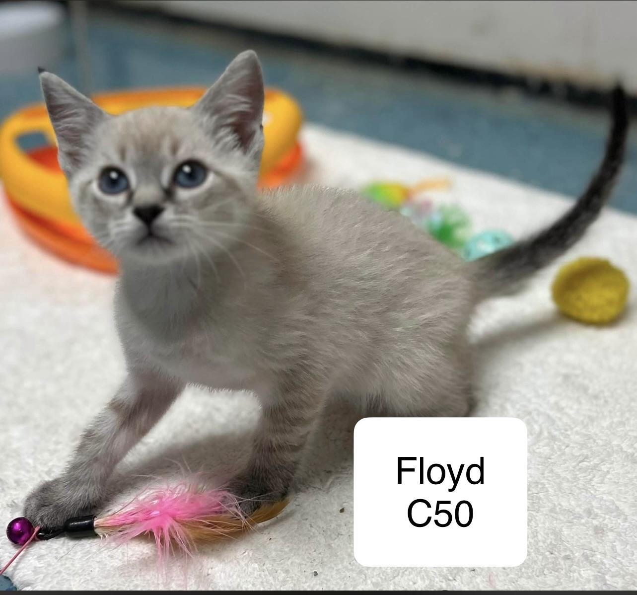 Floyd C50, adopted, Young Male Siamese.