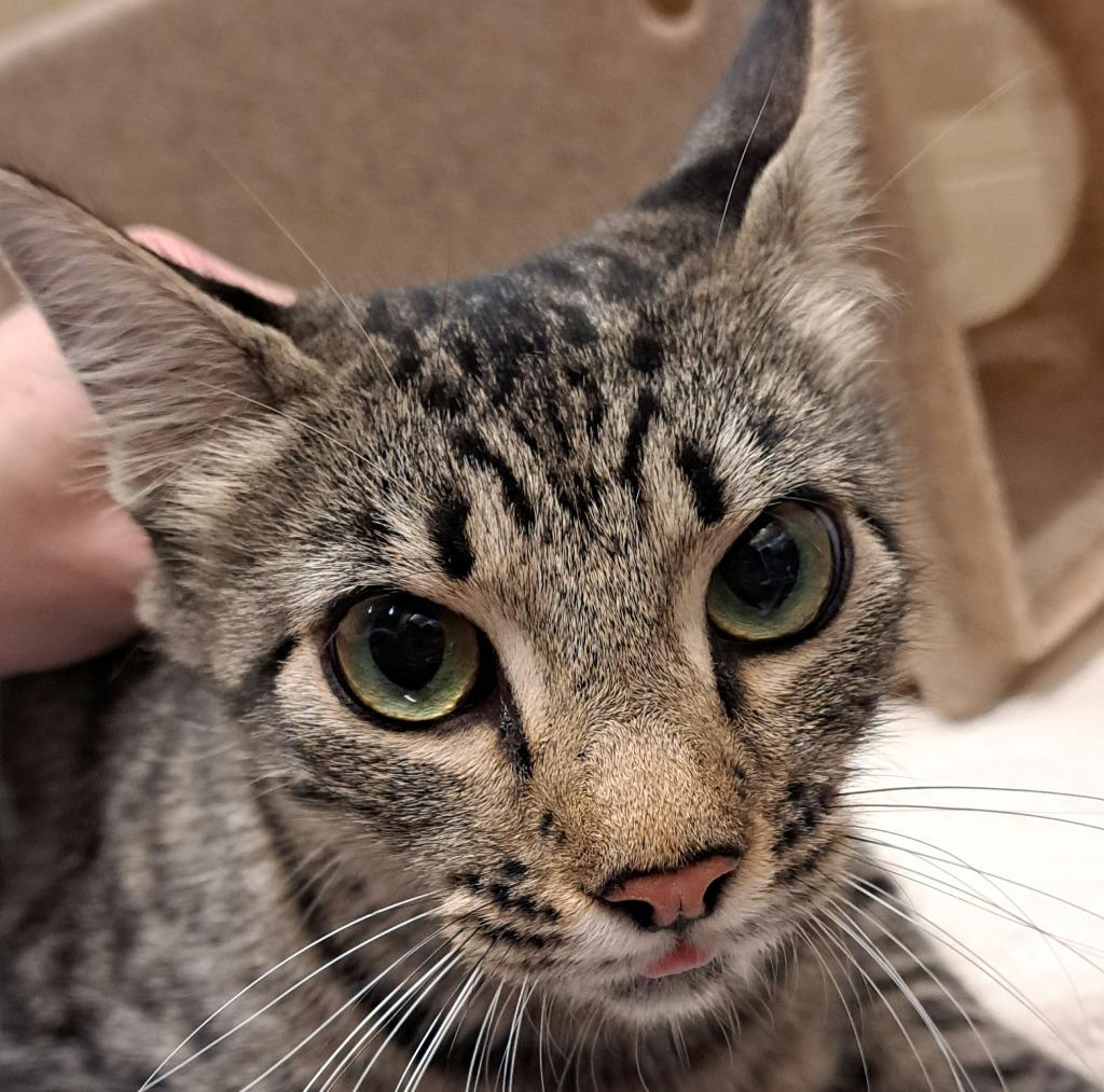 Tabitha, Adoptable, Adult Female Domestic Short Hair.