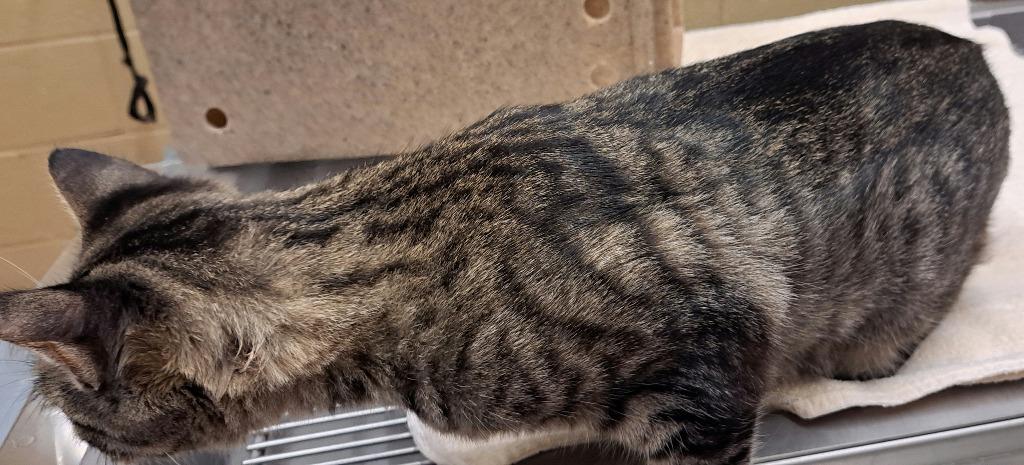 Enlarge Tabitha, a Adoptable mixed breed in Douglasville, GA image 2/4