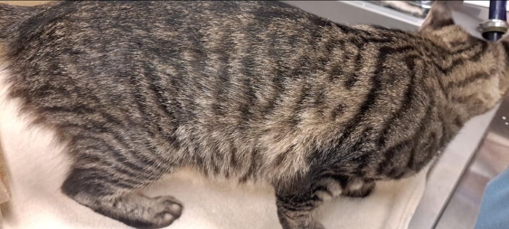 Enlarge Tabitha, a Adoptable mixed breed in Douglasville, GA image 3/4