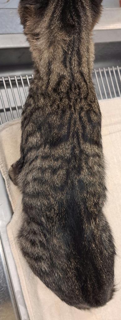 Enlarge Tabitha, a Adoptable mixed breed in Douglasville, GA image 4/4