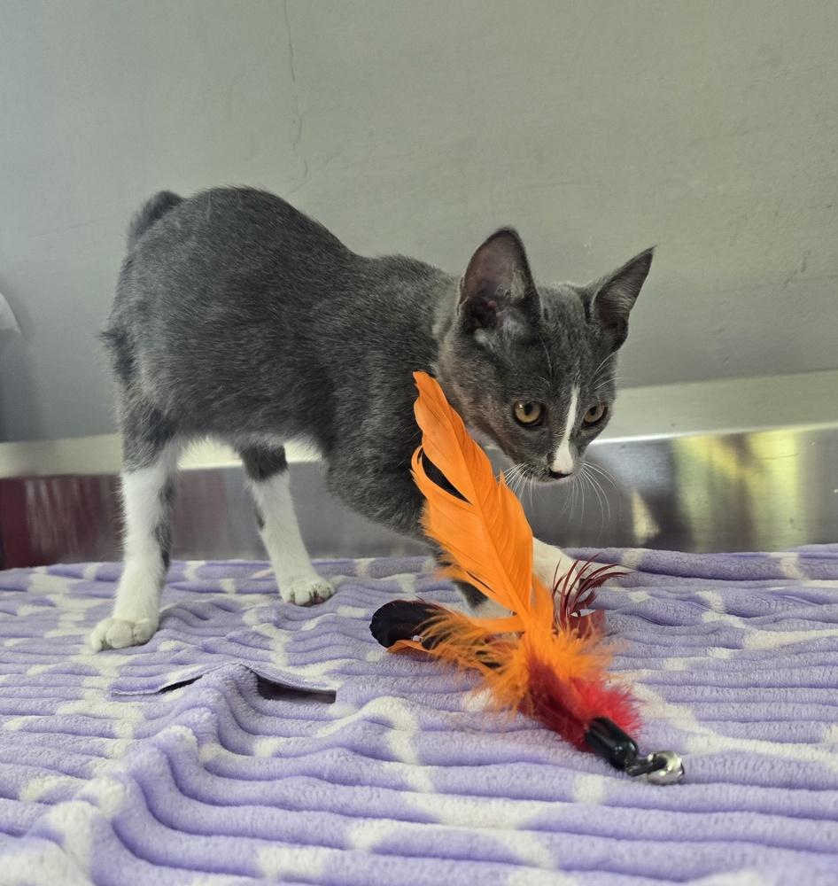 Enlarge Kobe, a Adoptable Domestic Short Hair in Dickson, TN image 1/4
