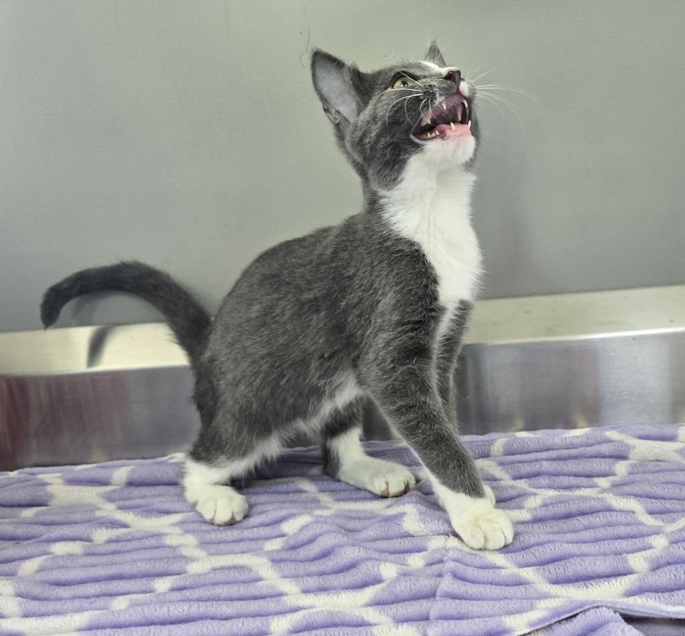 Enlarge Kobe, a Adoptable Domestic Short Hair in Dickson, TN image 2/4