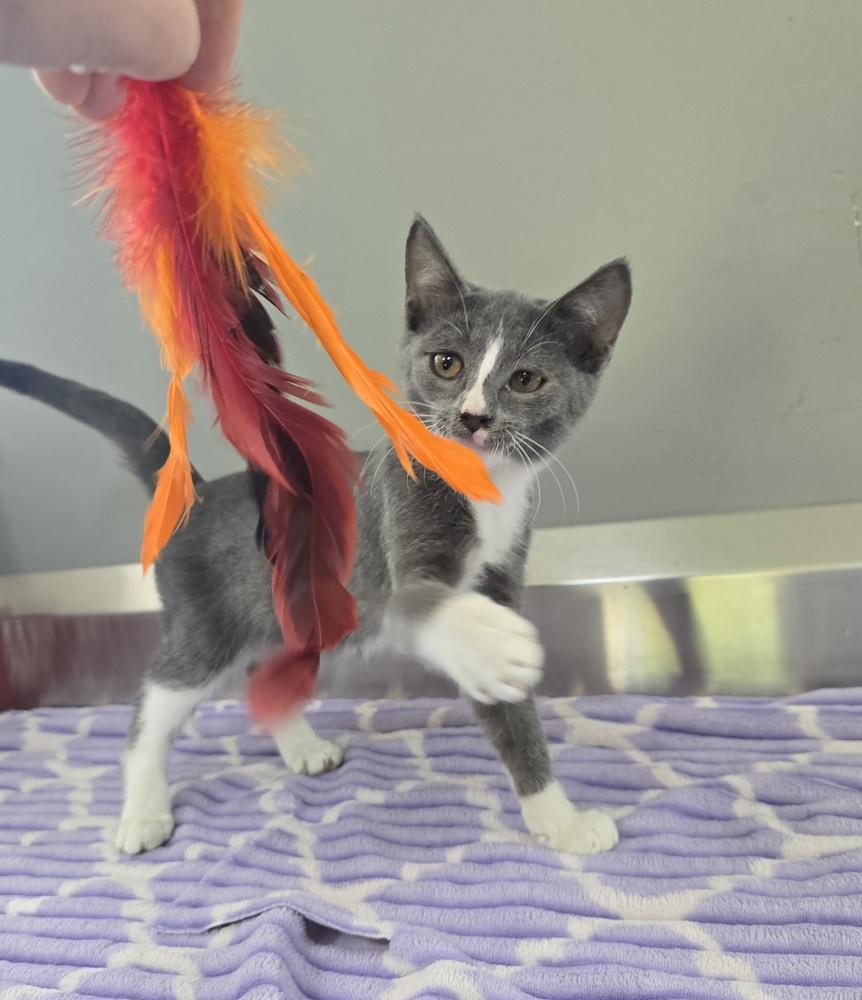 Enlarge Kobe, a Adoptable Domestic Short Hair in Dickson, TN image 3/4