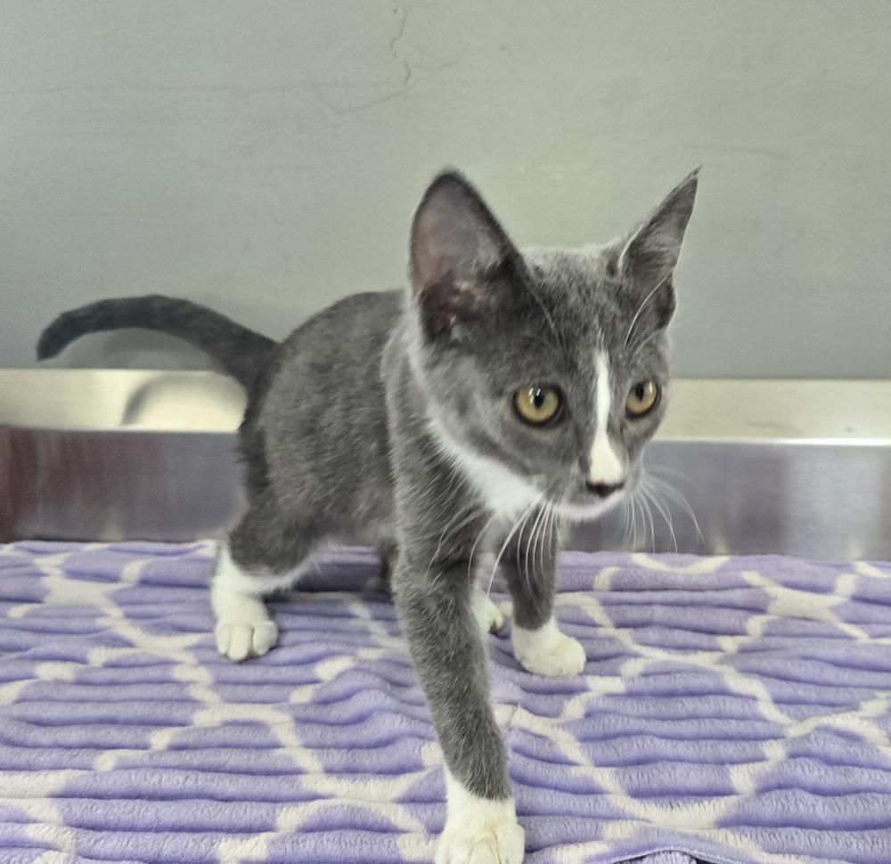Enlarge Kobe, a Adoptable Domestic Short Hair in Dickson, TN image 4/4