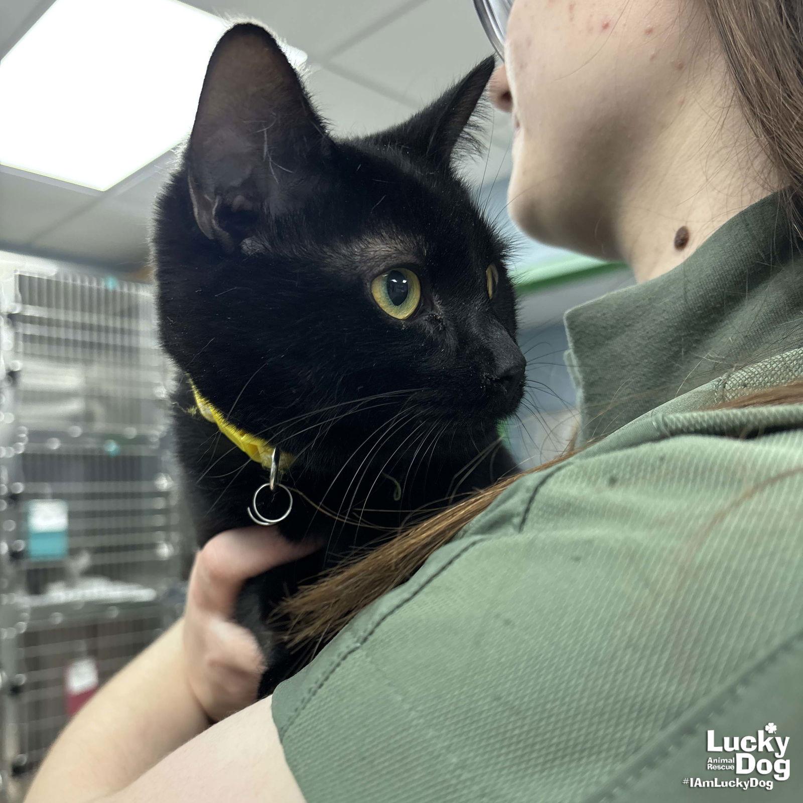 Enlarge Rudy, a Adopted Domestic Short Hair in Washington, DC image 1/2