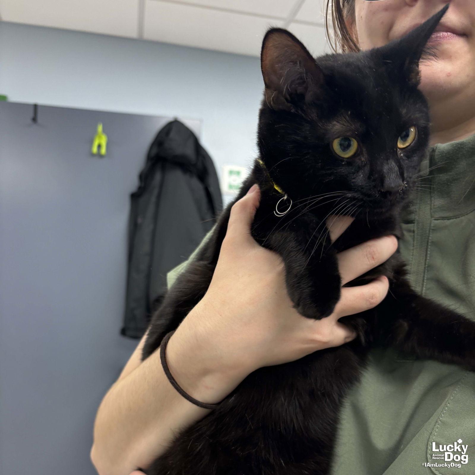 Enlarge Rudy, a Adopted Domestic Short Hair in Washington, DC image 2/2