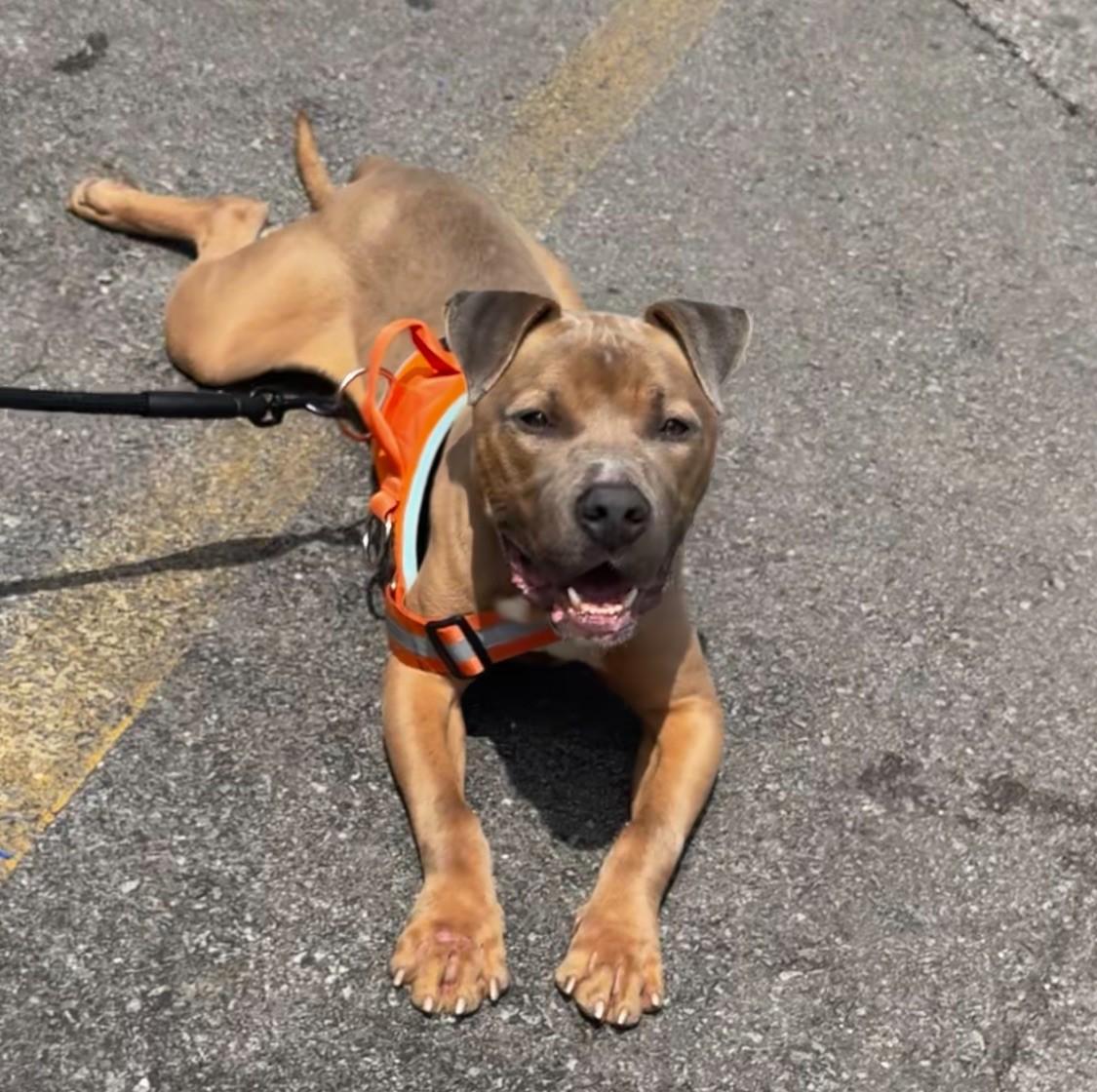 Charlie, a Adopted Pit Bull Terrier in Tullahoma, TN image 2/3