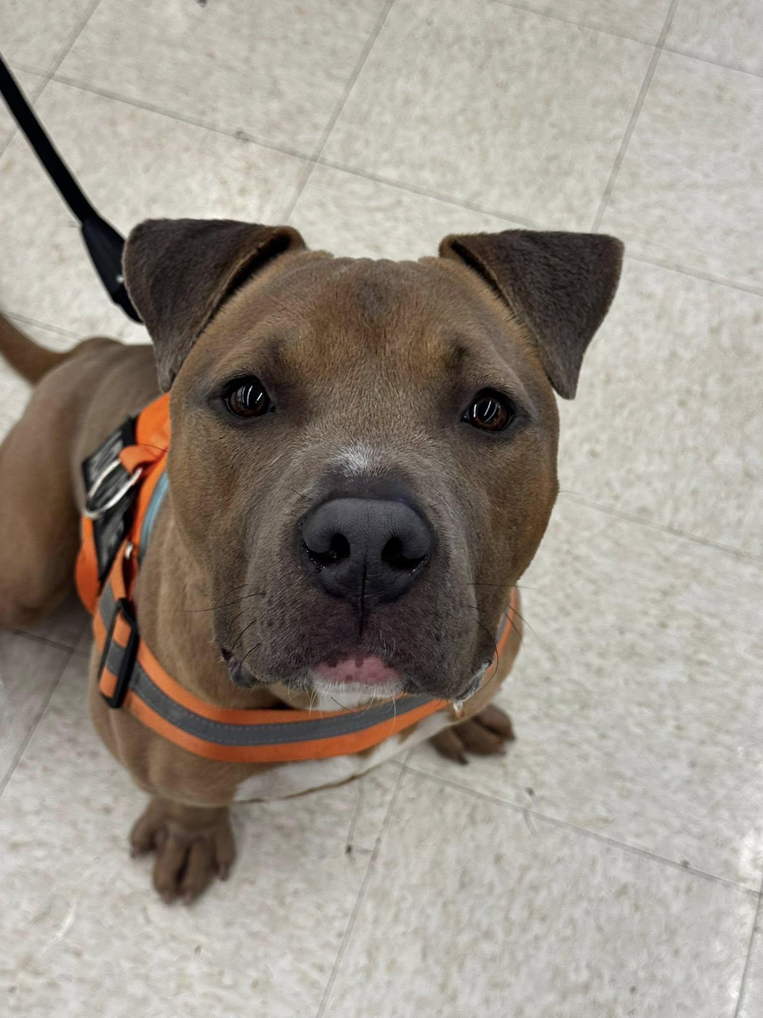 Charlie, a Adopted Pit Bull Terrier in Tullahoma, TN image 3/3
