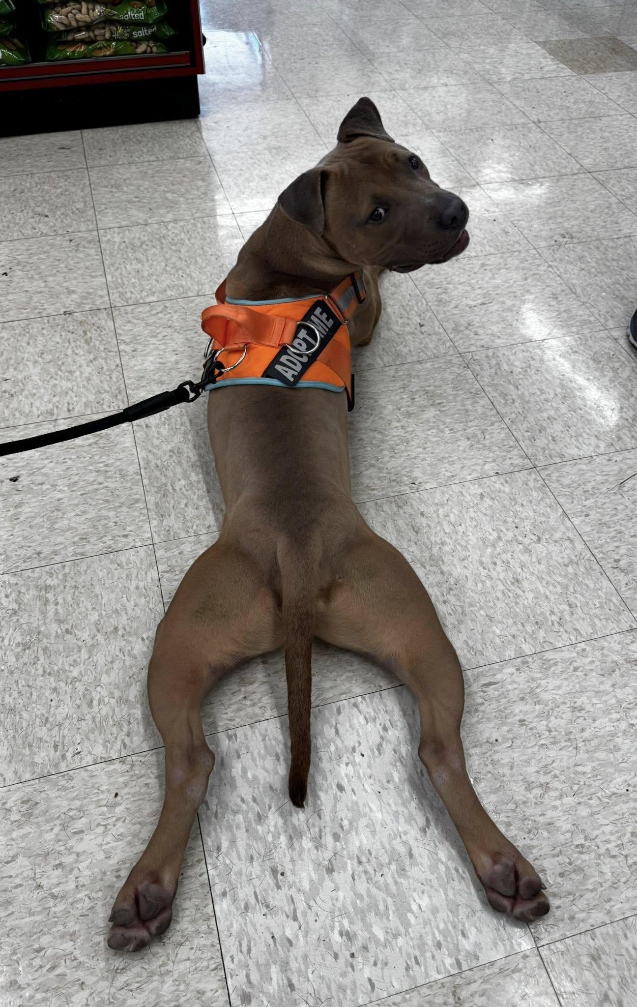 Charlie, Young Male Pit Bull Terrier