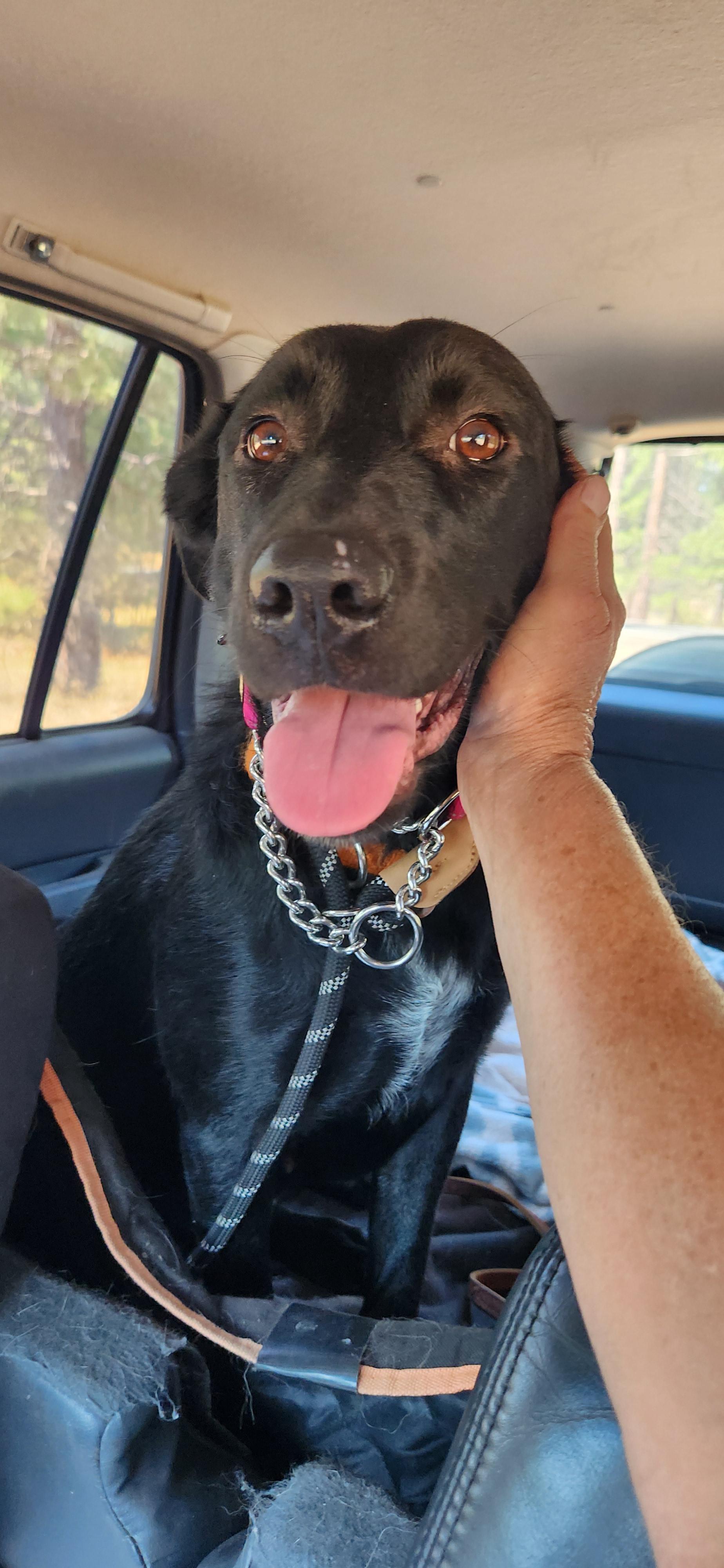 Enlarge Carmen, a ADOPTABLE mixed breed in Goldendale, WA image 5/5