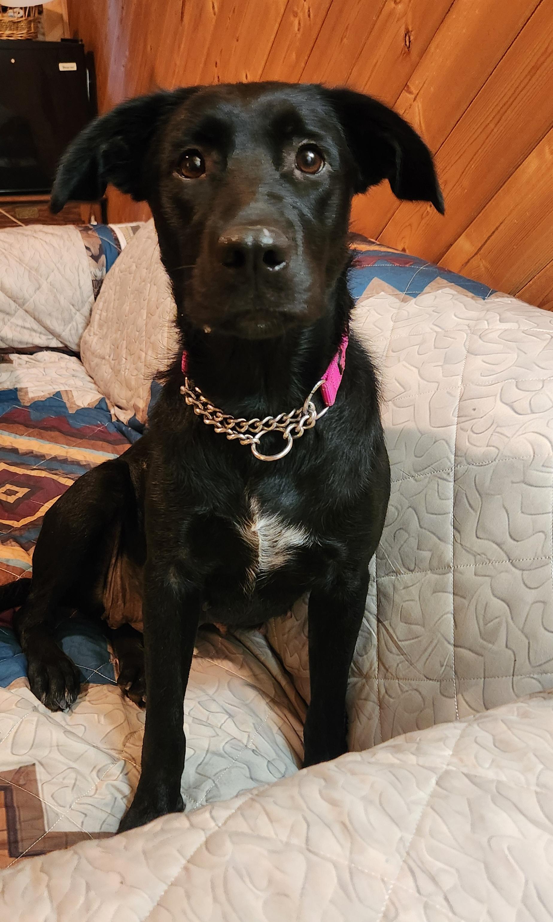 Enlarge Carmen, a ADOPTABLE mixed breed in Goldendale, WA image 1/5