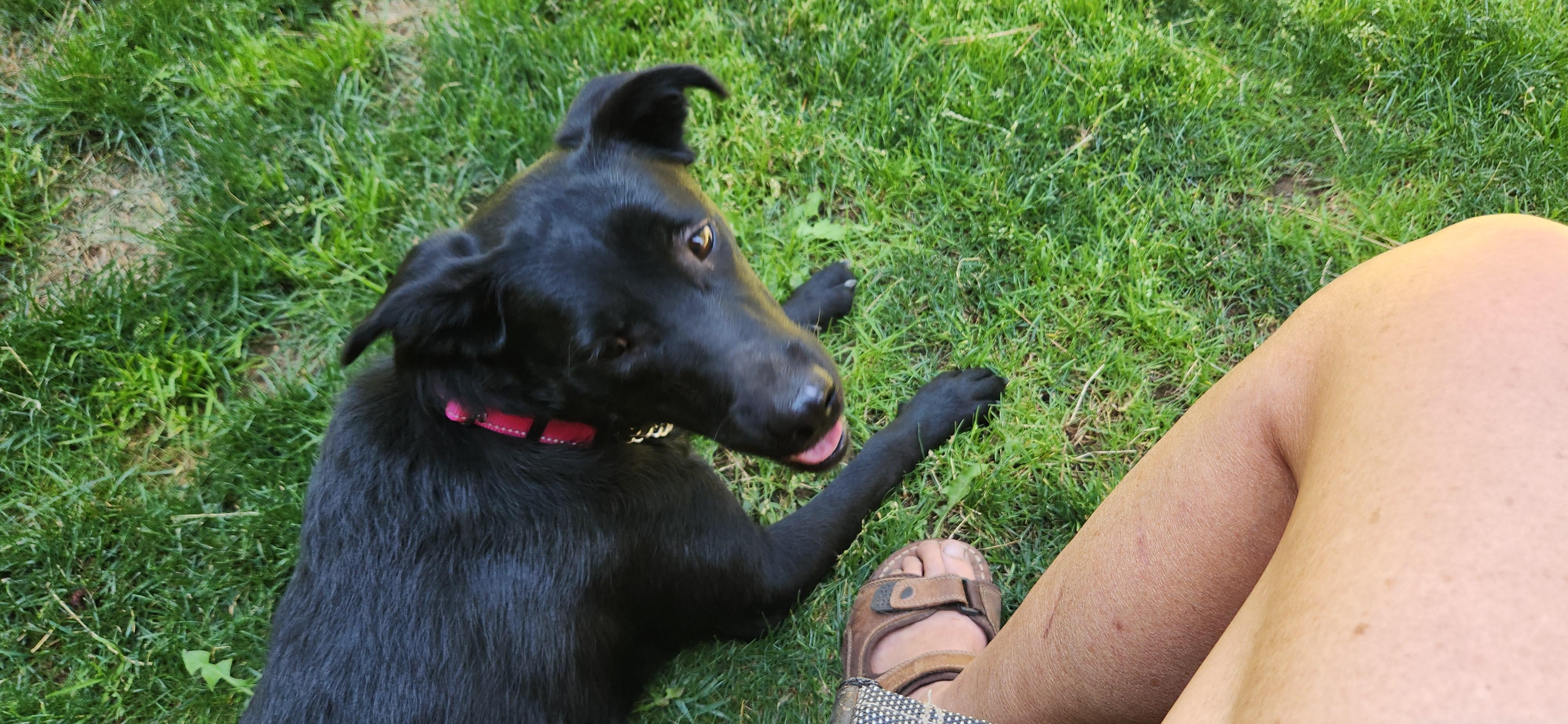 Enlarge Carmen, a ADOPTABLE mixed breed in Goldendale, WA image 3/5