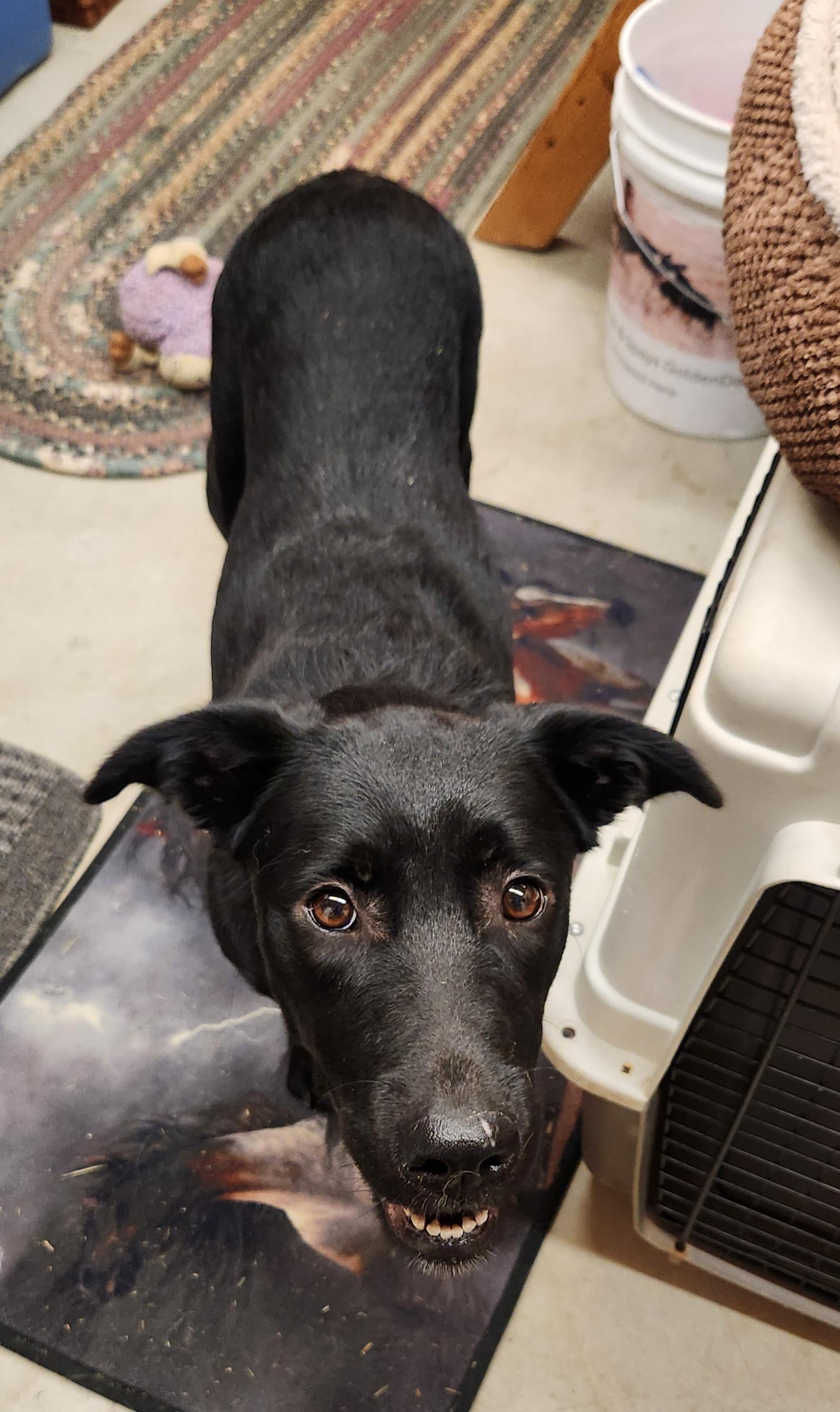 Enlarge Carmen, a ADOPTABLE mixed breed in Goldendale, WA image 2/5