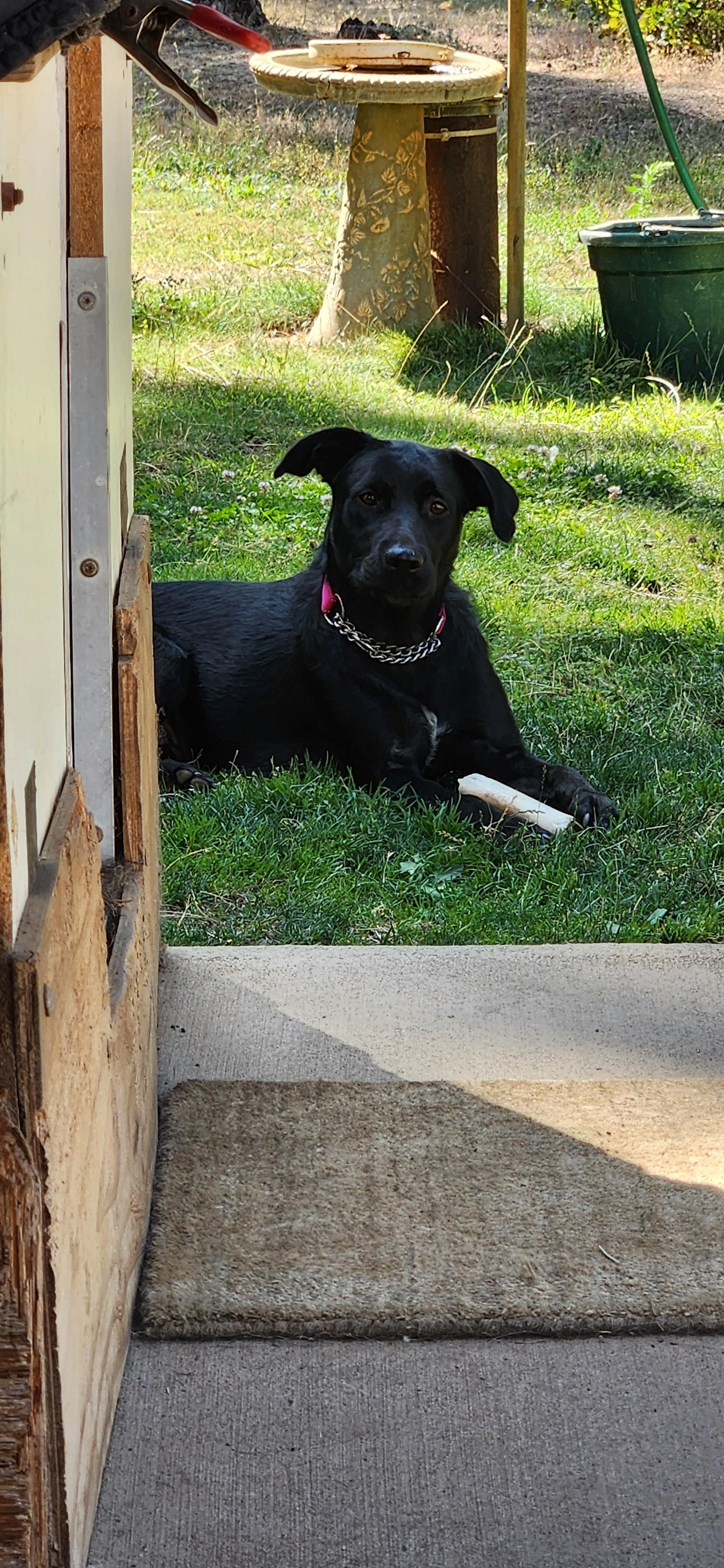 Enlarge Carmen, a ADOPTABLE mixed breed in Goldendale, WA image 4/5