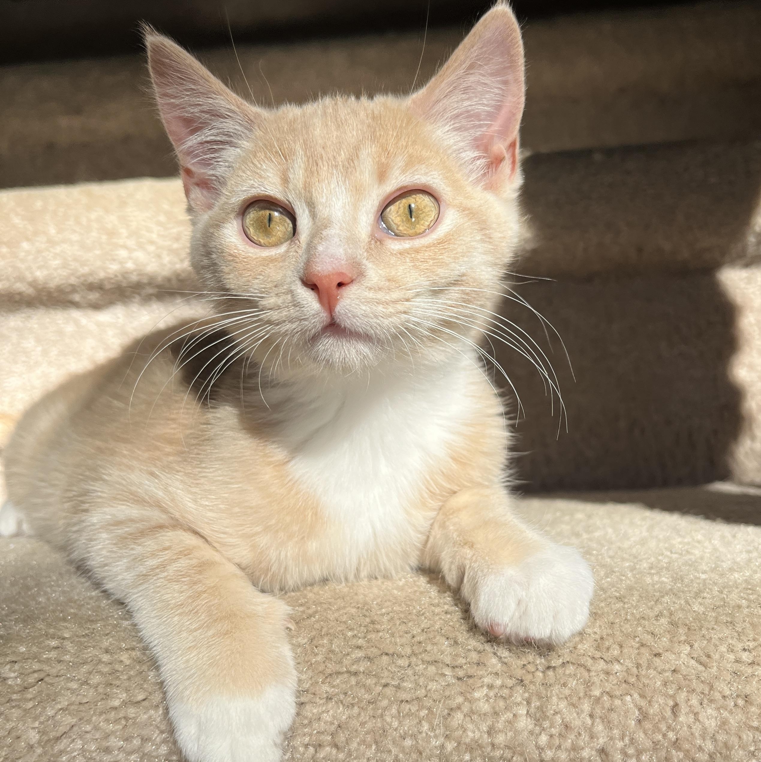 Enlarge Gilbert & Poundcake (Bonded Siblings), an adopted Domestic Short Hair in McKenzie, TN image 2/6