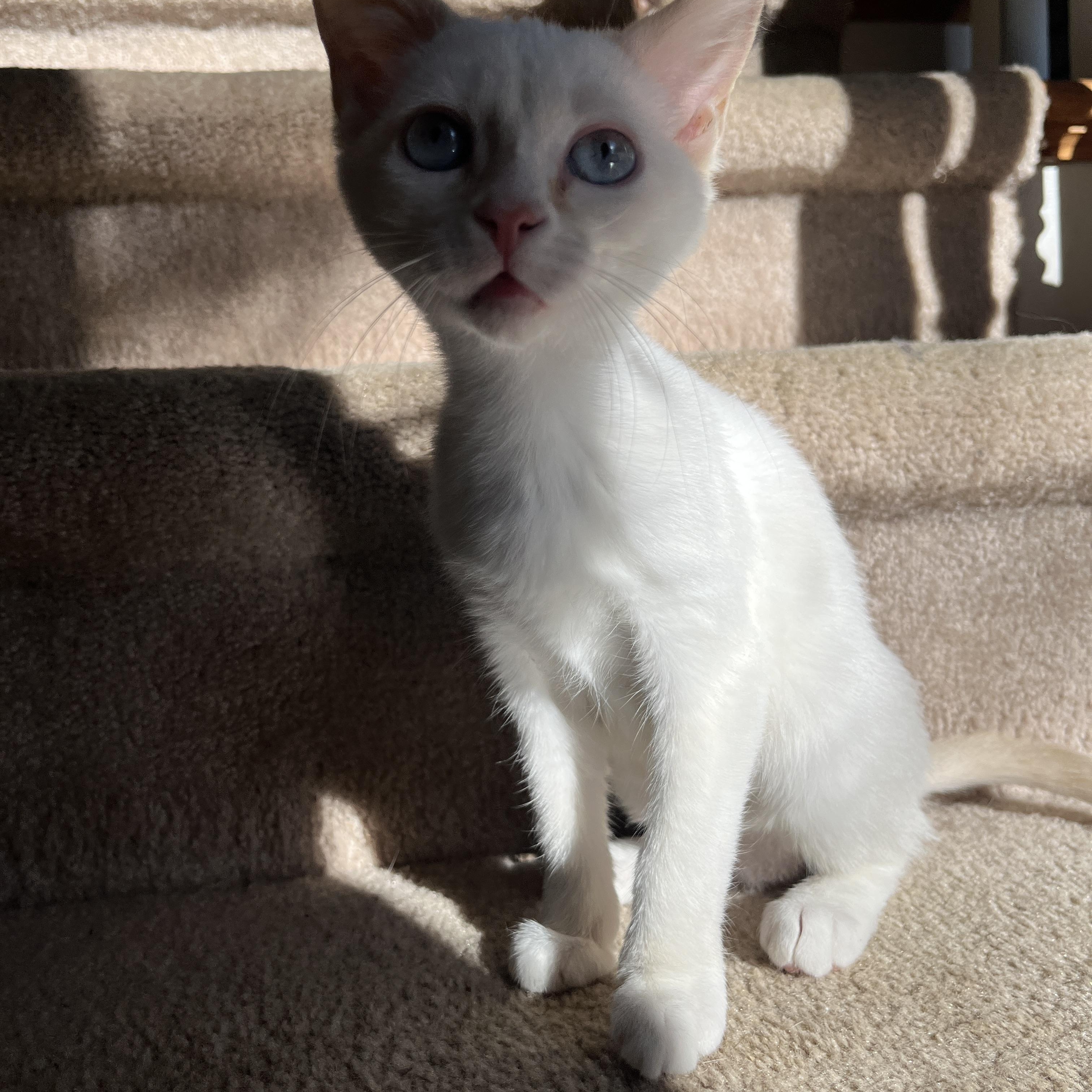 Enlarge Gilbert & Poundcake (Bonded Siblings), an adopted Domestic Short Hair in McKenzie, TN image 3/6