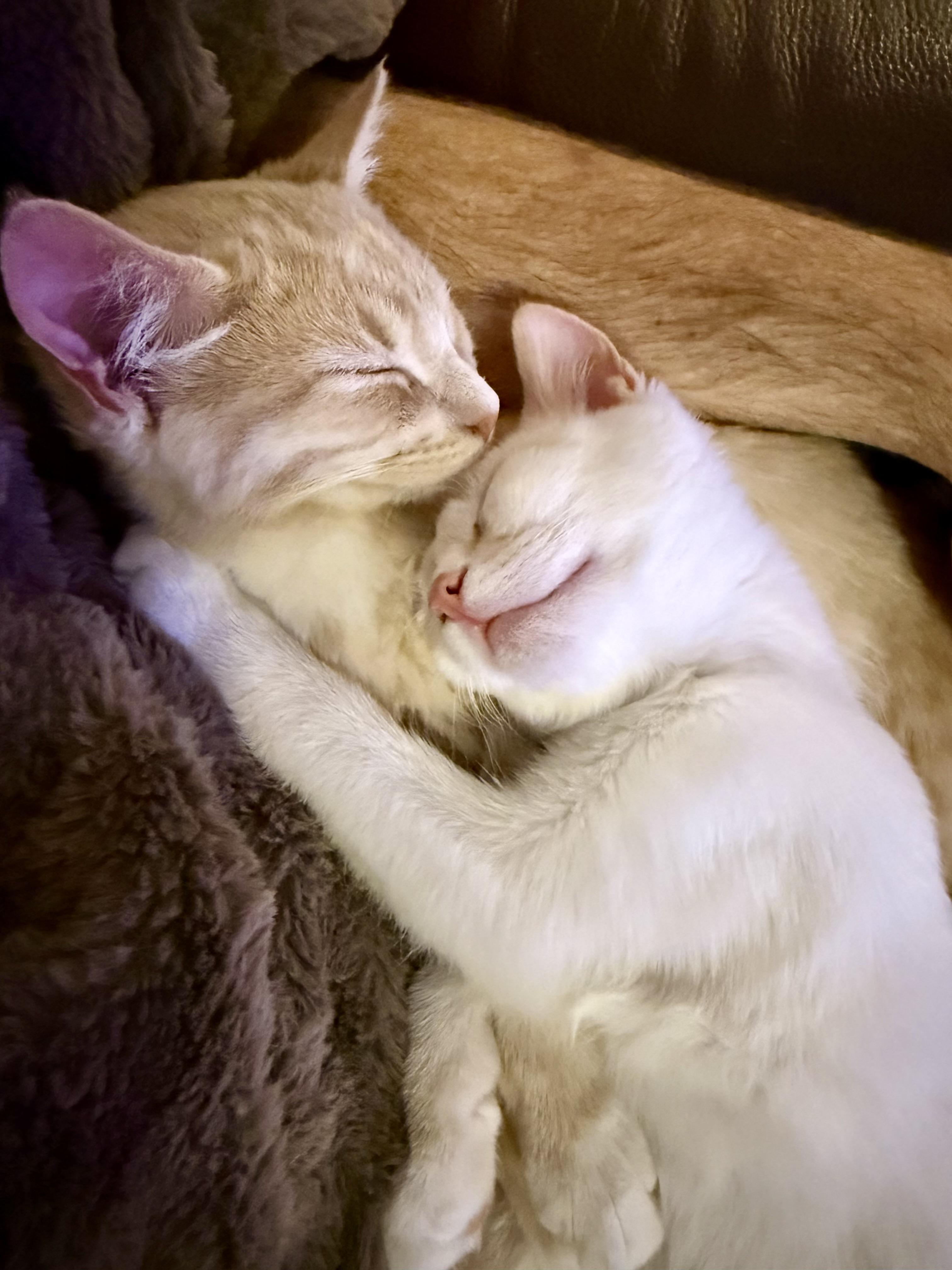 Enlarge Gilbert & Poundcake (Bonded Siblings), an adopted Domestic Short Hair in McKenzie, TN image 4/6