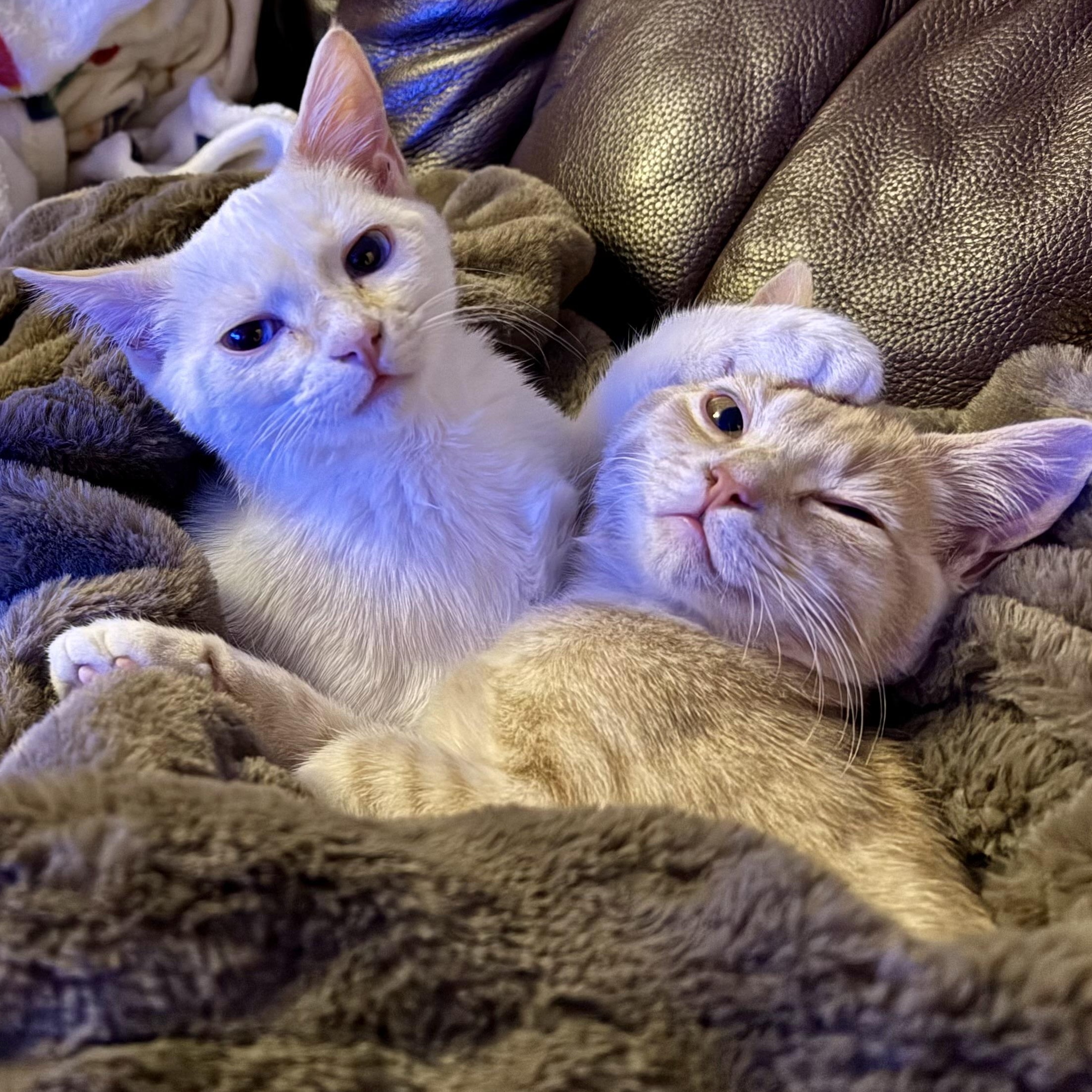 Gilbert & Poundcake (Bonded Siblings), adopted, Young Male Domestic Short Hair.