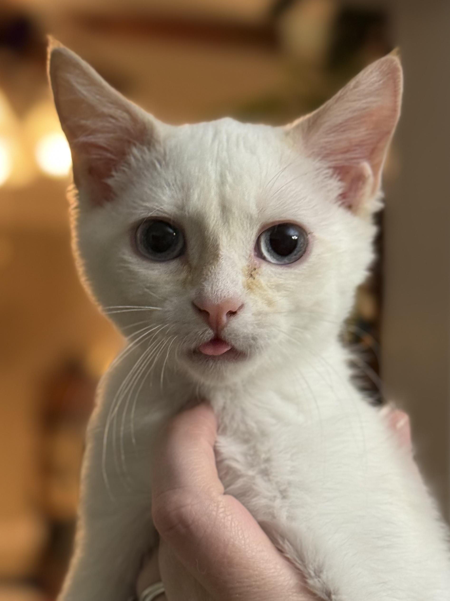 Enlarge Gilbert & Poundcake (Bonded Siblings), an adopted Domestic Short Hair in McKenzie, TN image 5/6