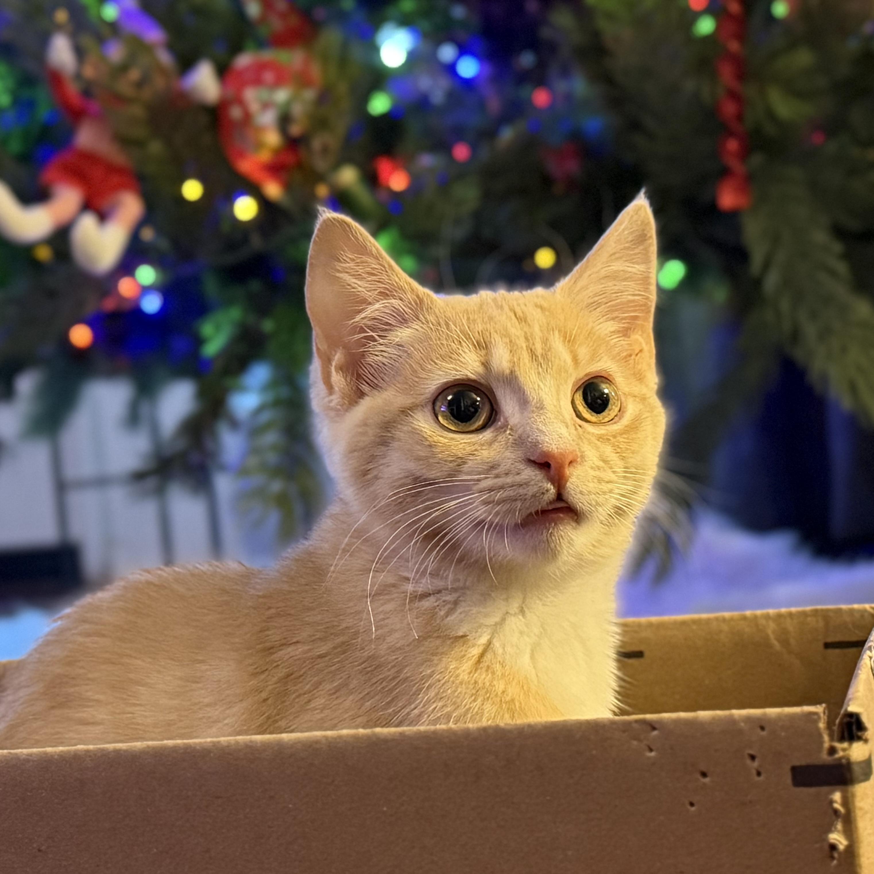 Enlarge Gilbert & Poundcake (Bonded Siblings), an adopted Domestic Short Hair in McKenzie, TN image 6/6