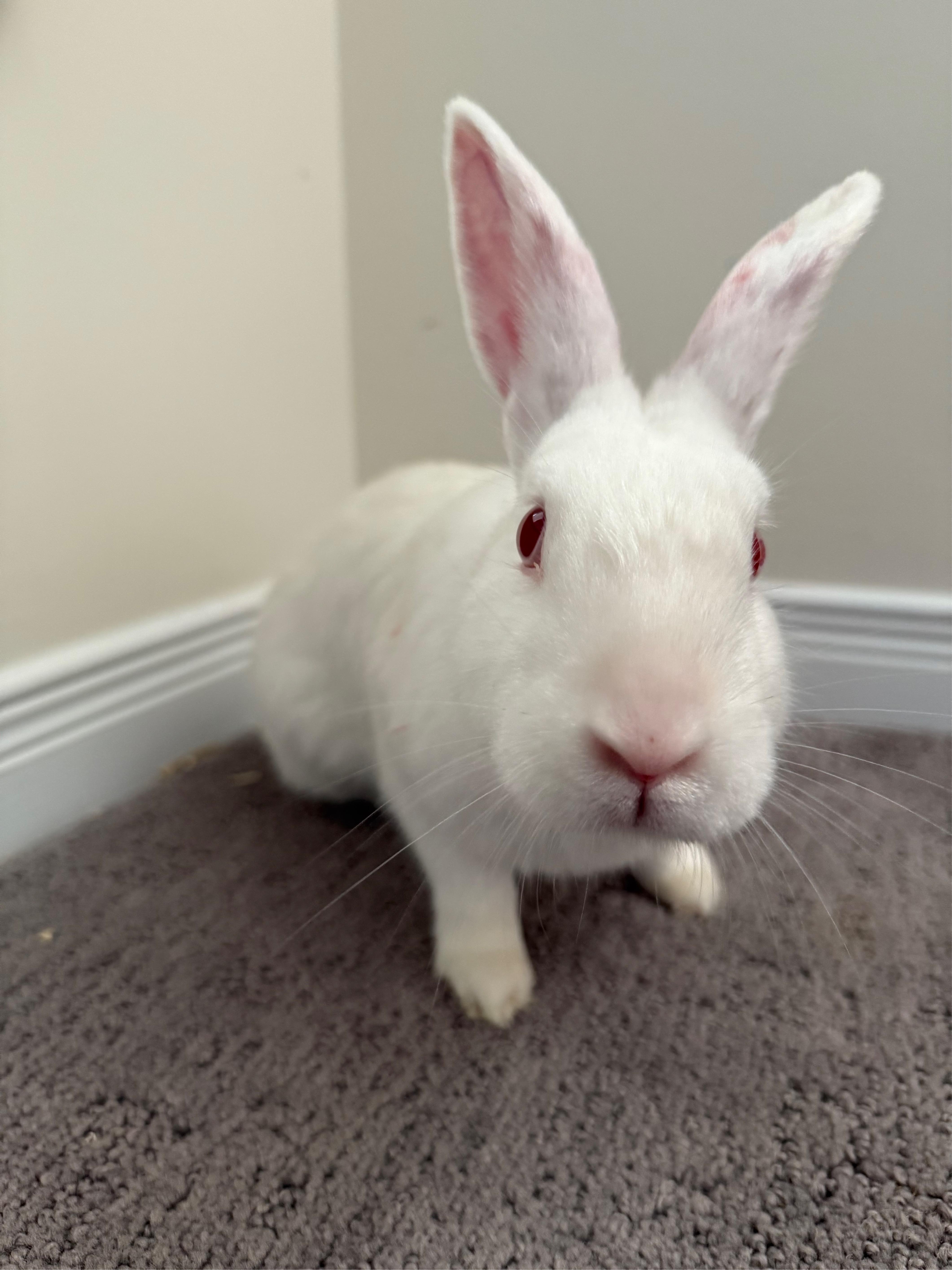 Whisk, a Adoptable Florida White in Alliston, ON image 1/4