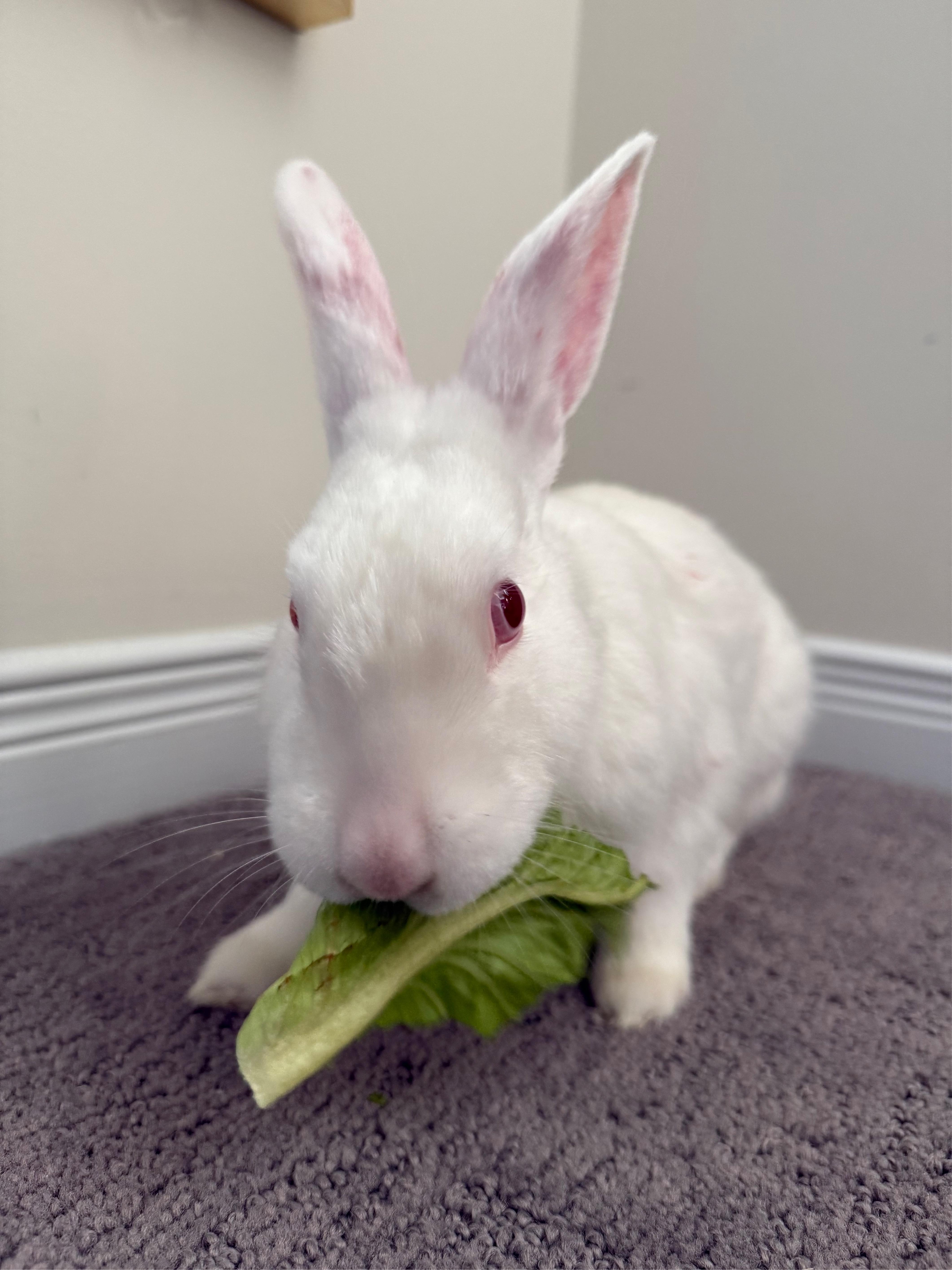 Whisk, a Adoptable Florida White in Alliston, ON image 2/4