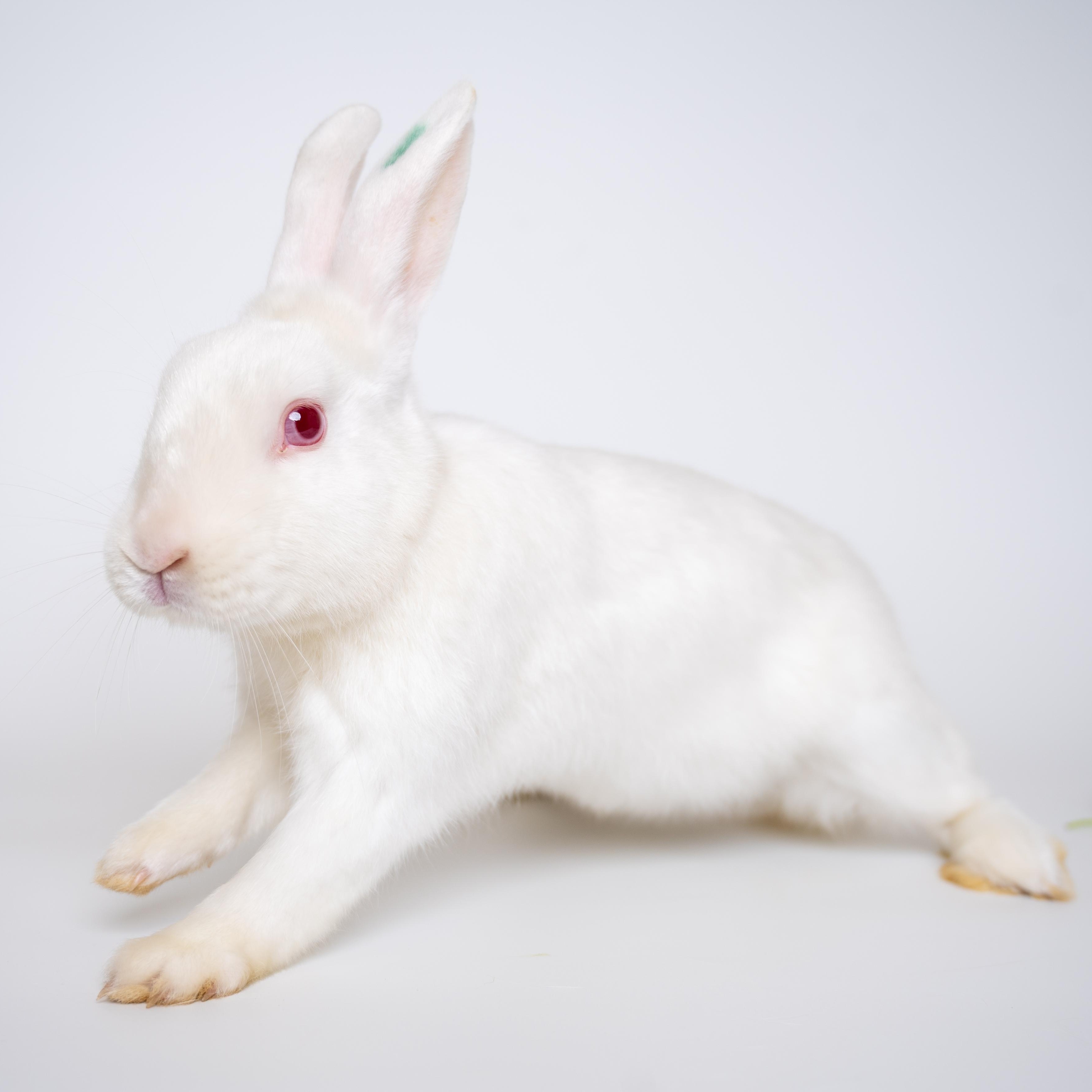 Whisk, a Adoptable Florida White in Alliston, ON image 3/4