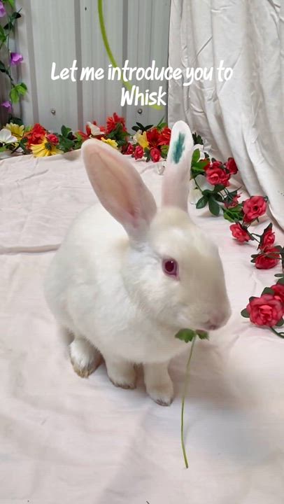 Enlarge Whisk, a Adoptable Florida White in Alliston, ON video 4/4