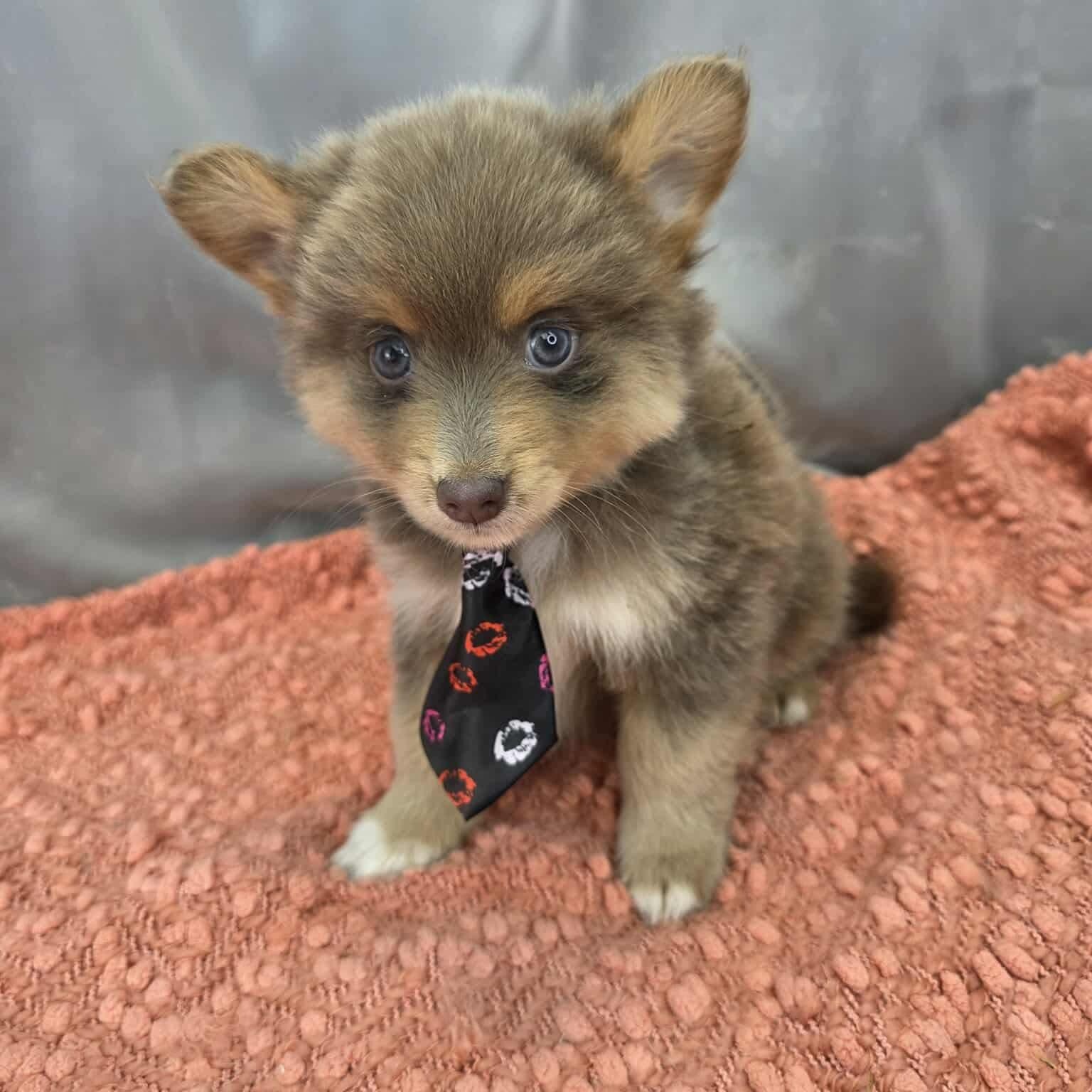 Bandit, Adoptable, Puppy Male Chihuahua & Pomeranian.