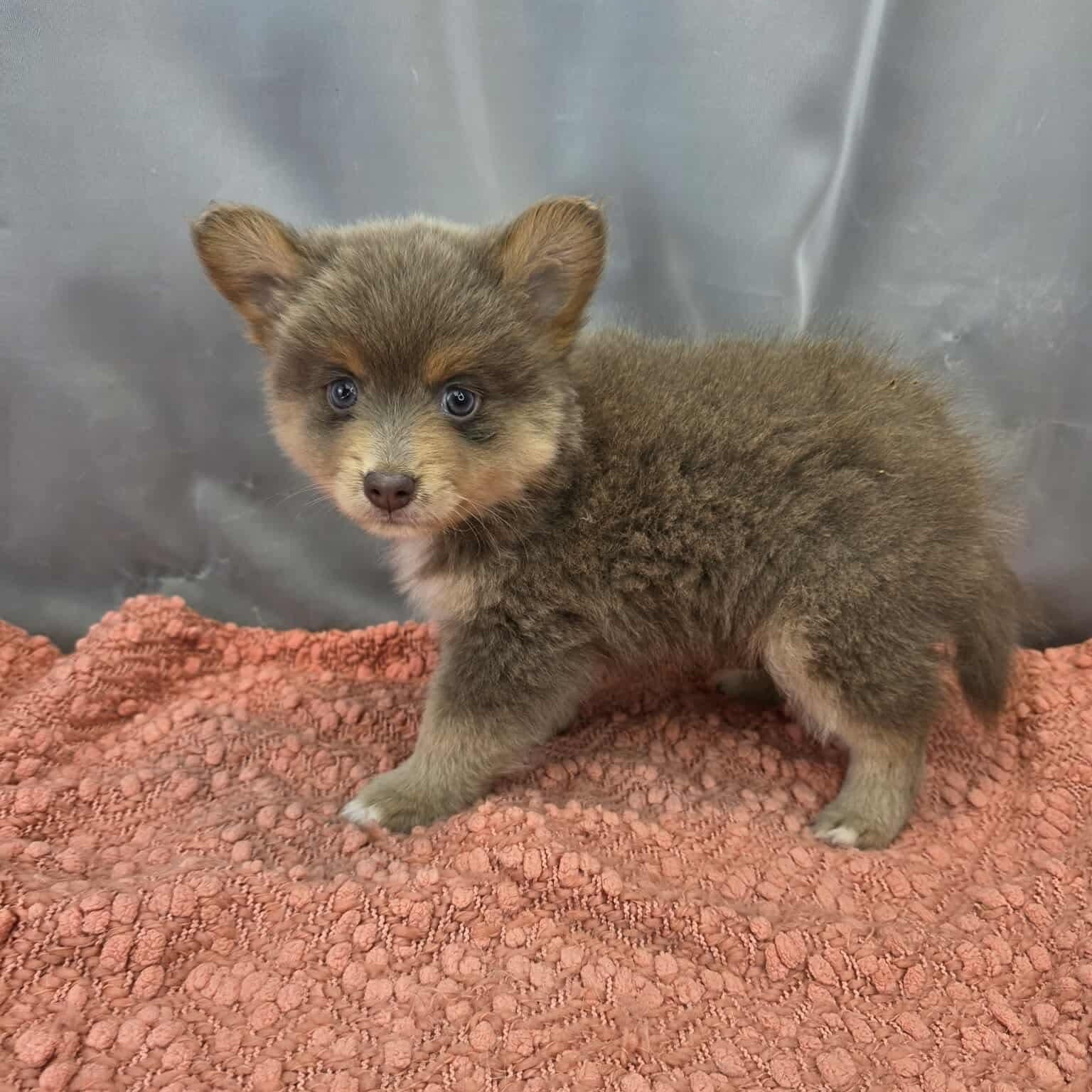 Enlarge Bandit, a Adoptable mixed breed in Temperance , MI image 3/6
