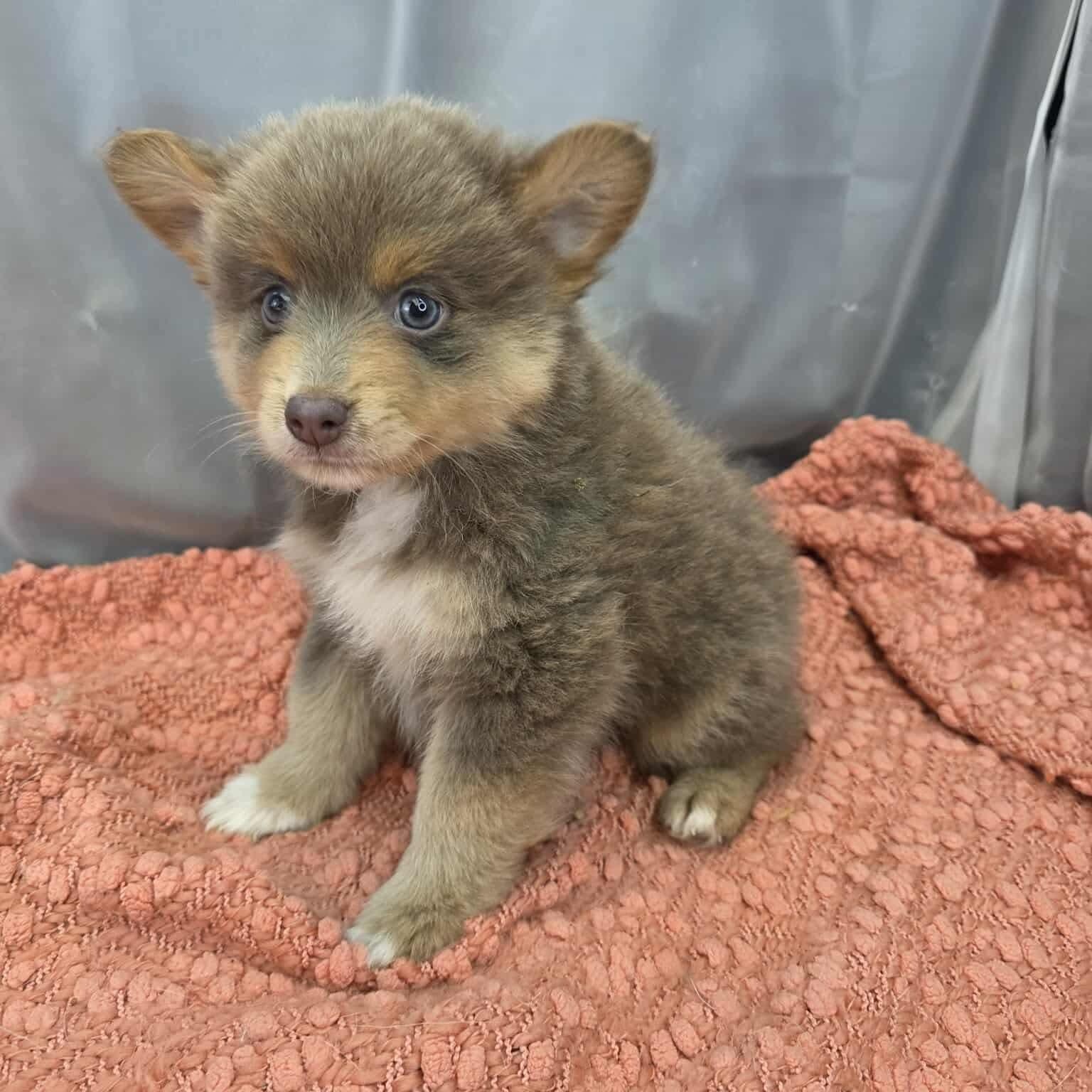 Enlarge Bandit, a Adoptable mixed breed in Temperance , MI image 5/6