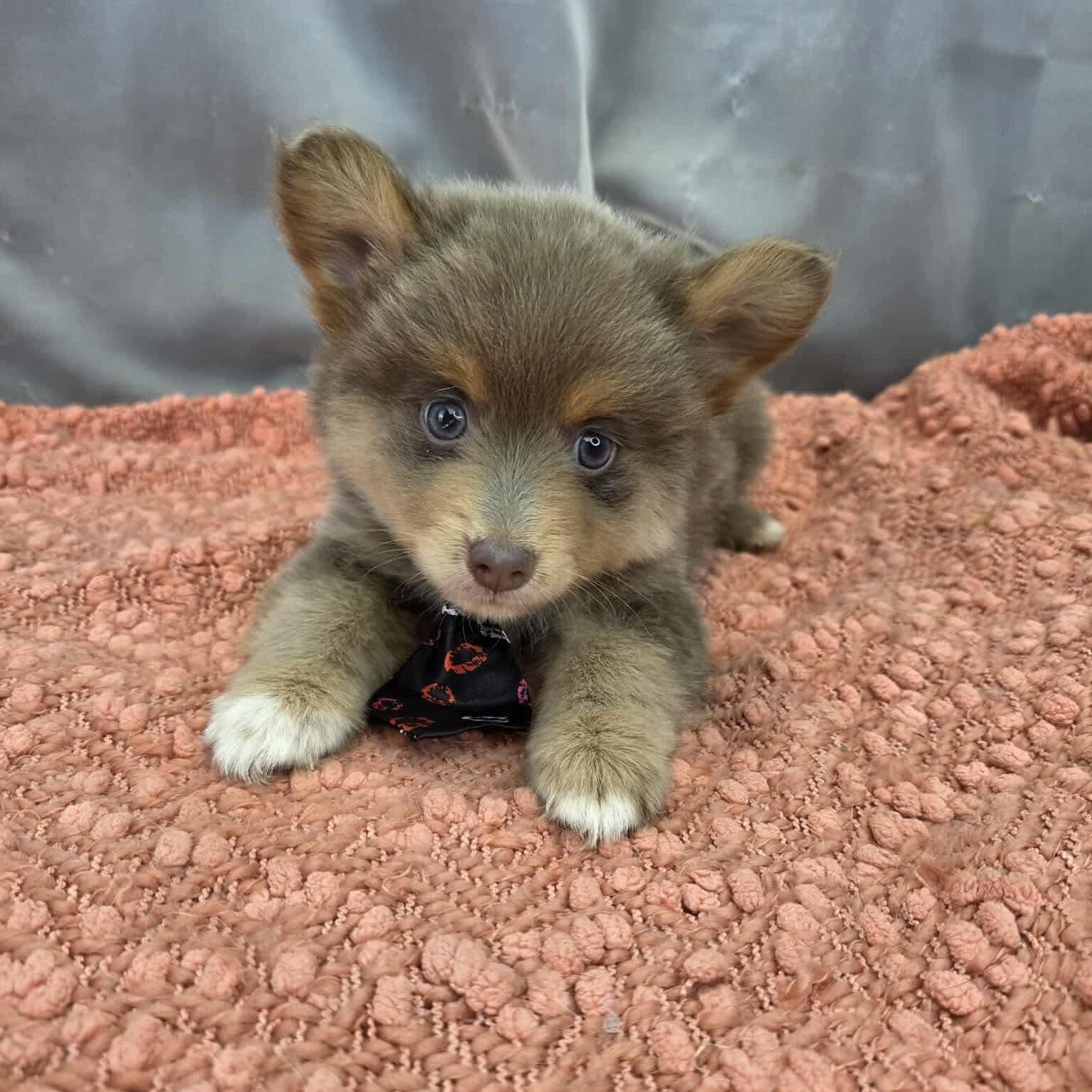 Enlarge Bandit, a Adoptable mixed breed in Temperance , MI image 4/6