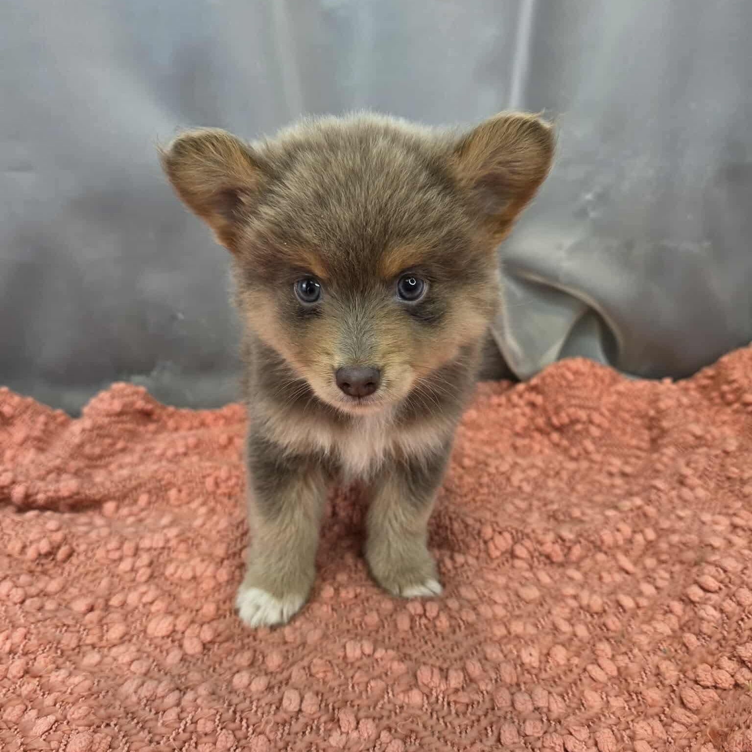 Enlarge Bandit, a Adoptable mixed breed in Temperance , MI image 2/6