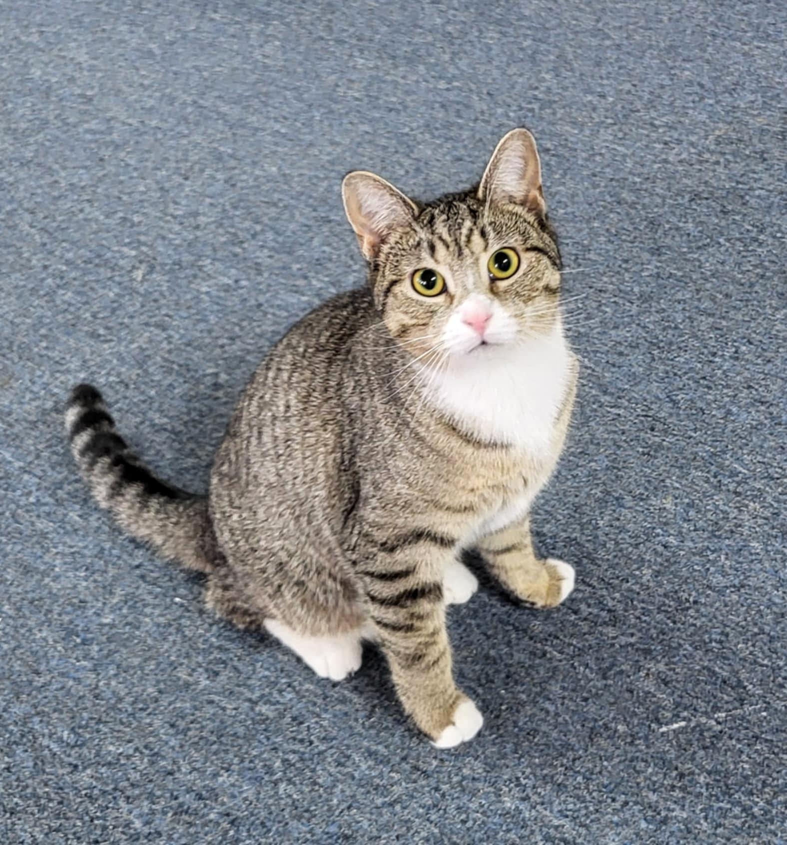 Vala, Adoptable, Young Female Domestic Short Hair.