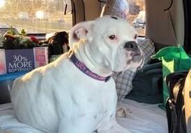 Enlarge Lucy VIII, a Adoptable Boxer in Hewitt, TX image 1/4