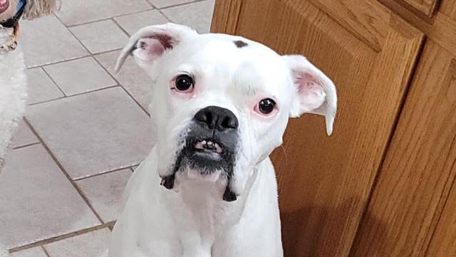 Enlarge Lucy VIII, a Adoptable Boxer in Hewitt, TX image 2/4