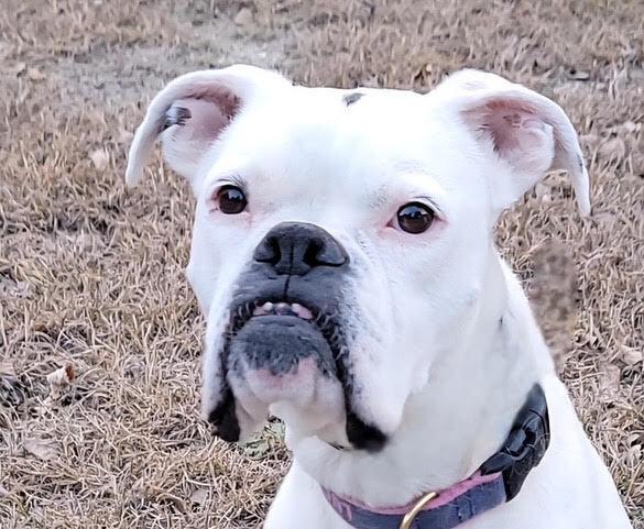 Enlarge Lucy VIII, a Adoptable Boxer in Hewitt, TX image 3/4