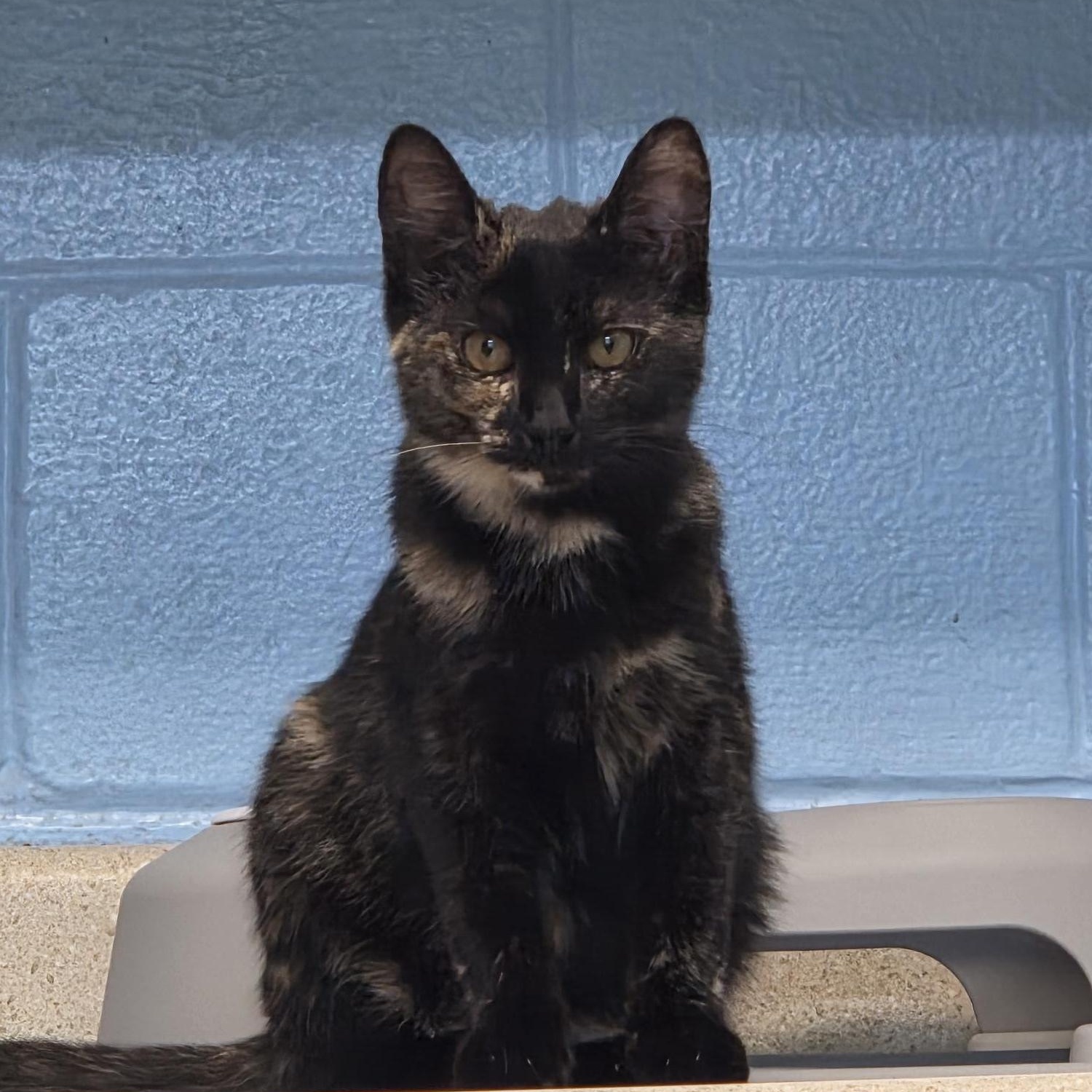 Cayenne, ADOPTABLE, Kitten Female Domestic Short Hair.