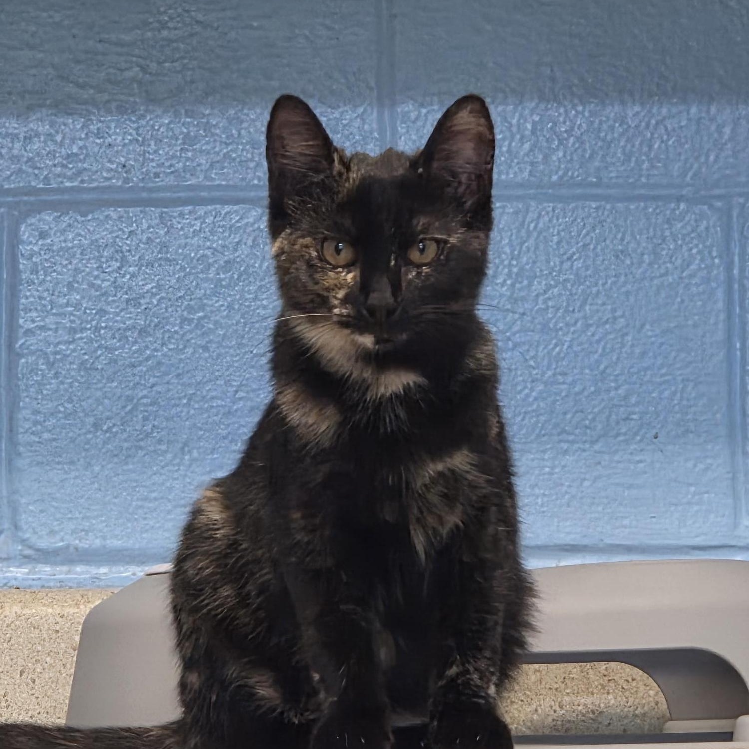 Enlarge Cayenne, a ADOPTABLE Domestic Short Hair in Carthage, NC image 2/2