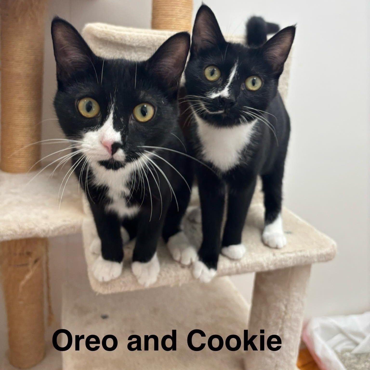 Cookie, adopted, Kitten Female Domestic Short Hair.