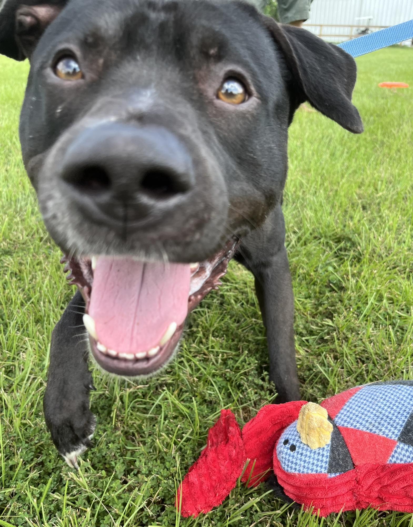Enlarge Indigo (Indy), a Adopted Pit Bull Terrier in Tomball, TX image 3/3