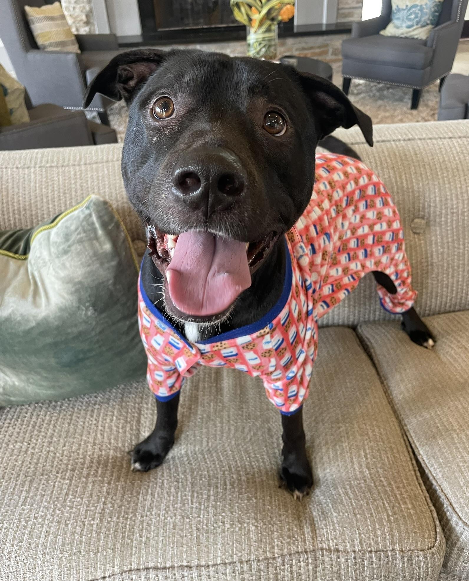 Enlarge Indigo (Indy), a Adopted Pit Bull Terrier in Tomball, TX image 2/3