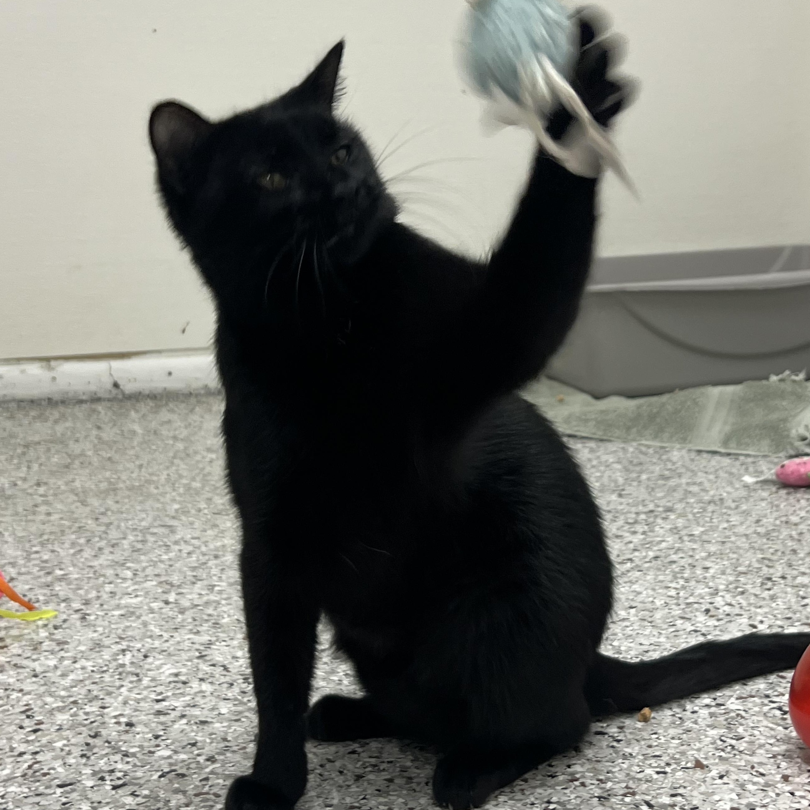 Wanda, a Adoptable Domestic Short Hair in Mount Pleasant, MI image 2/4