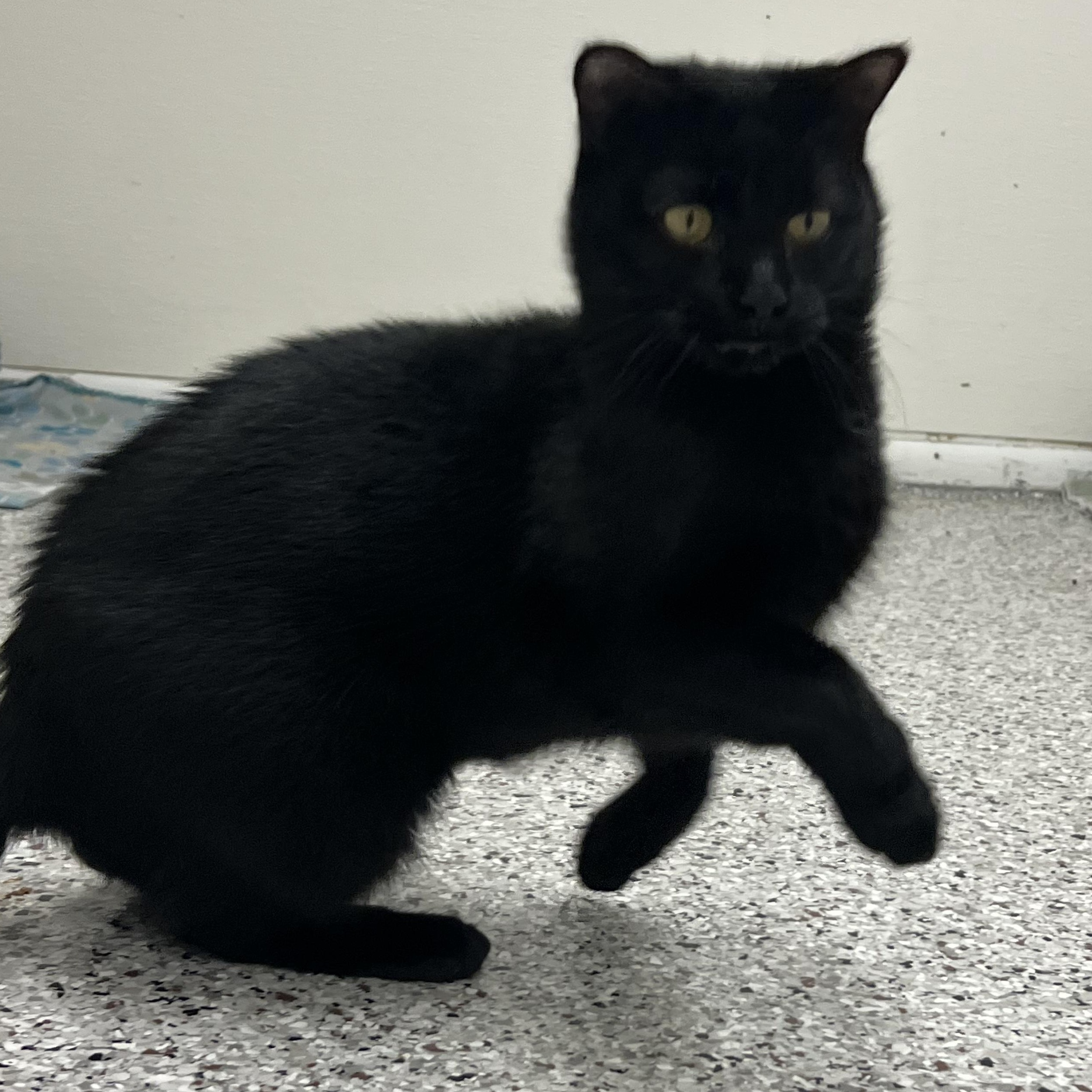 Wanda, Adoptable, Adult Female Domestic Short Hair.